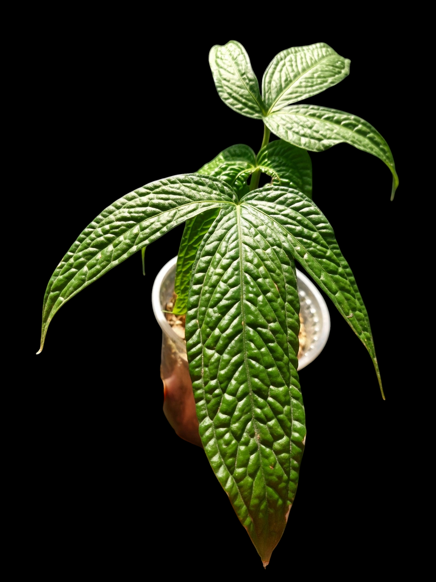 Anthurium sp. 'weed of the andes' with 3 Leaves (EXACT PLANT)