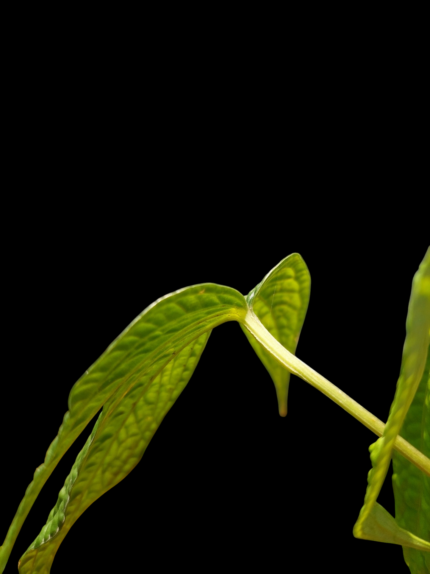 Anthurium sp. 'weed of the andes' with 3 Leaves (EXACT PLANT)
