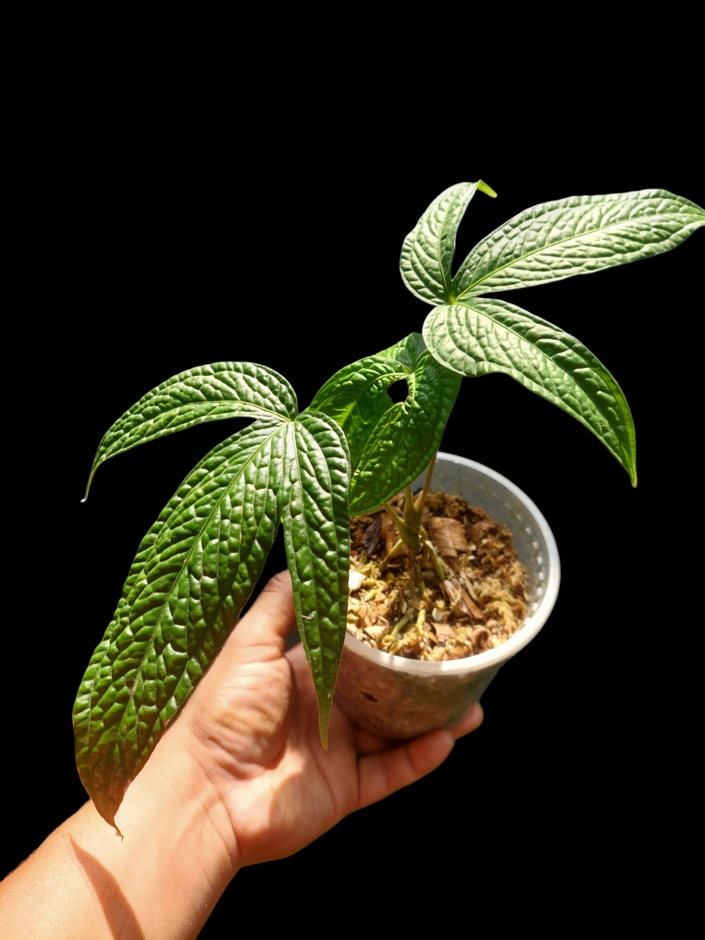 Anthurium sp. 'weed of the andes' with 3 Leaves (EXACT PLANT)