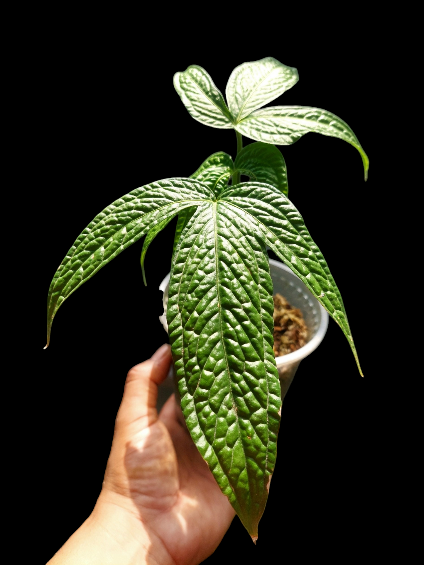 Anthurium sp. 'weed of the andes' with 3 Leaves (EXACT PLANT)