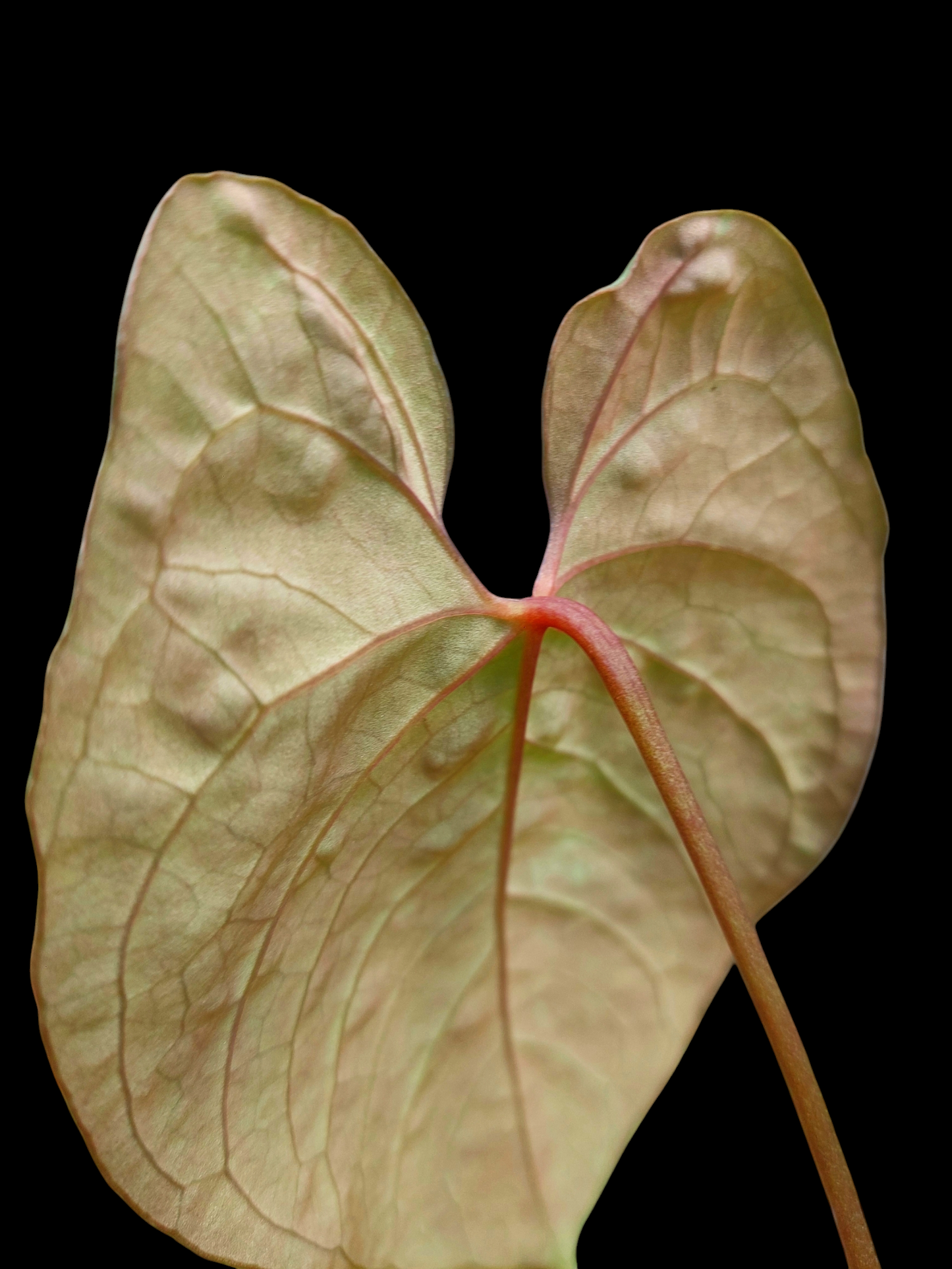 Anthurium Sp. 'Purple' with 2 Leaves (EXACT PLANT)
