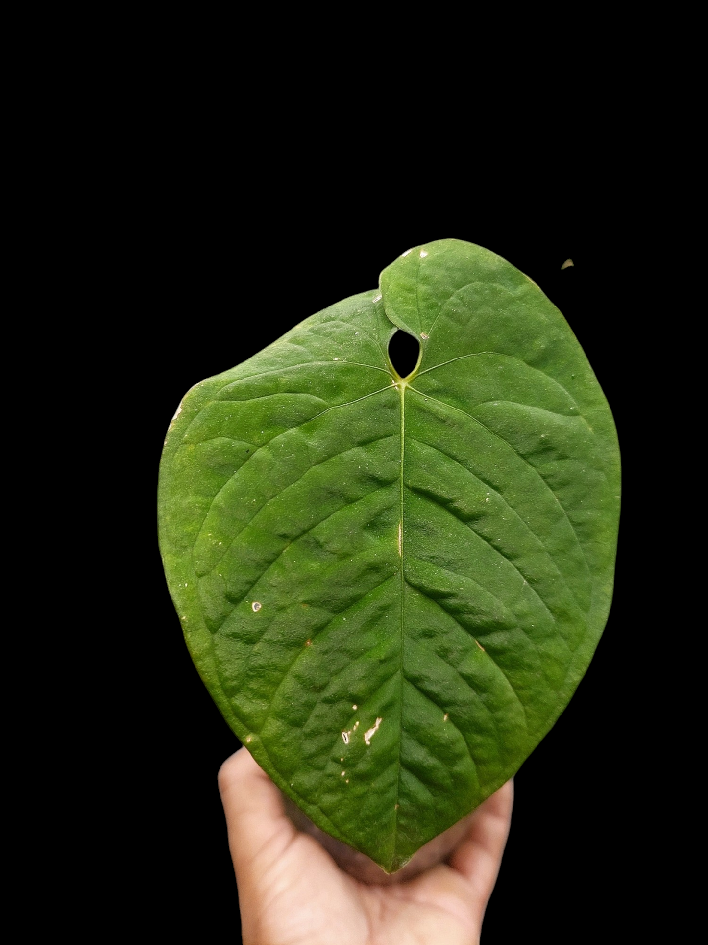 Anthurium Sp. 'Purple' with 2 Leaves (EXACT PLANT)