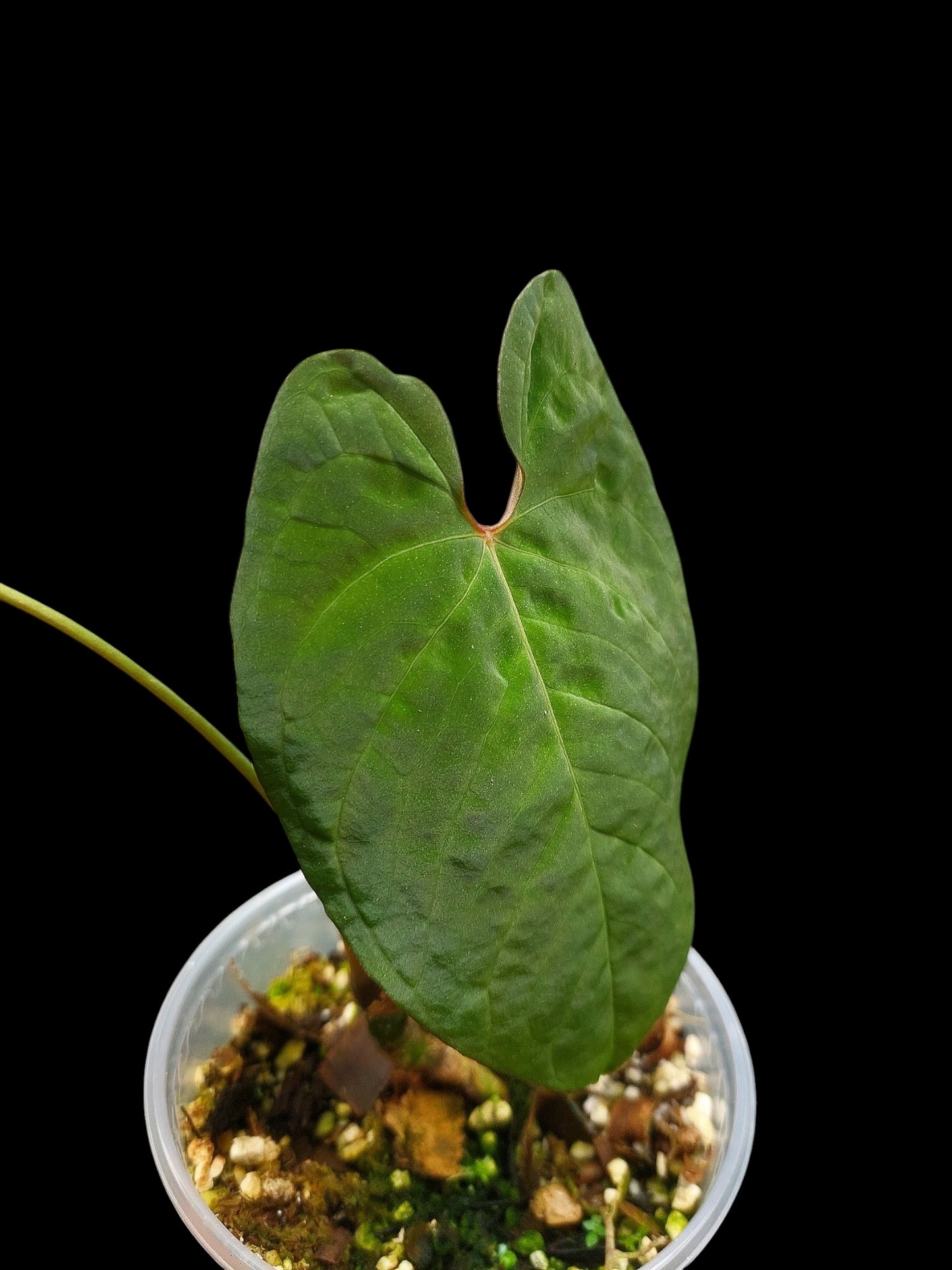 Anthurium Sp. 'Purple' with 2 Leaves (EXACT PLANT)