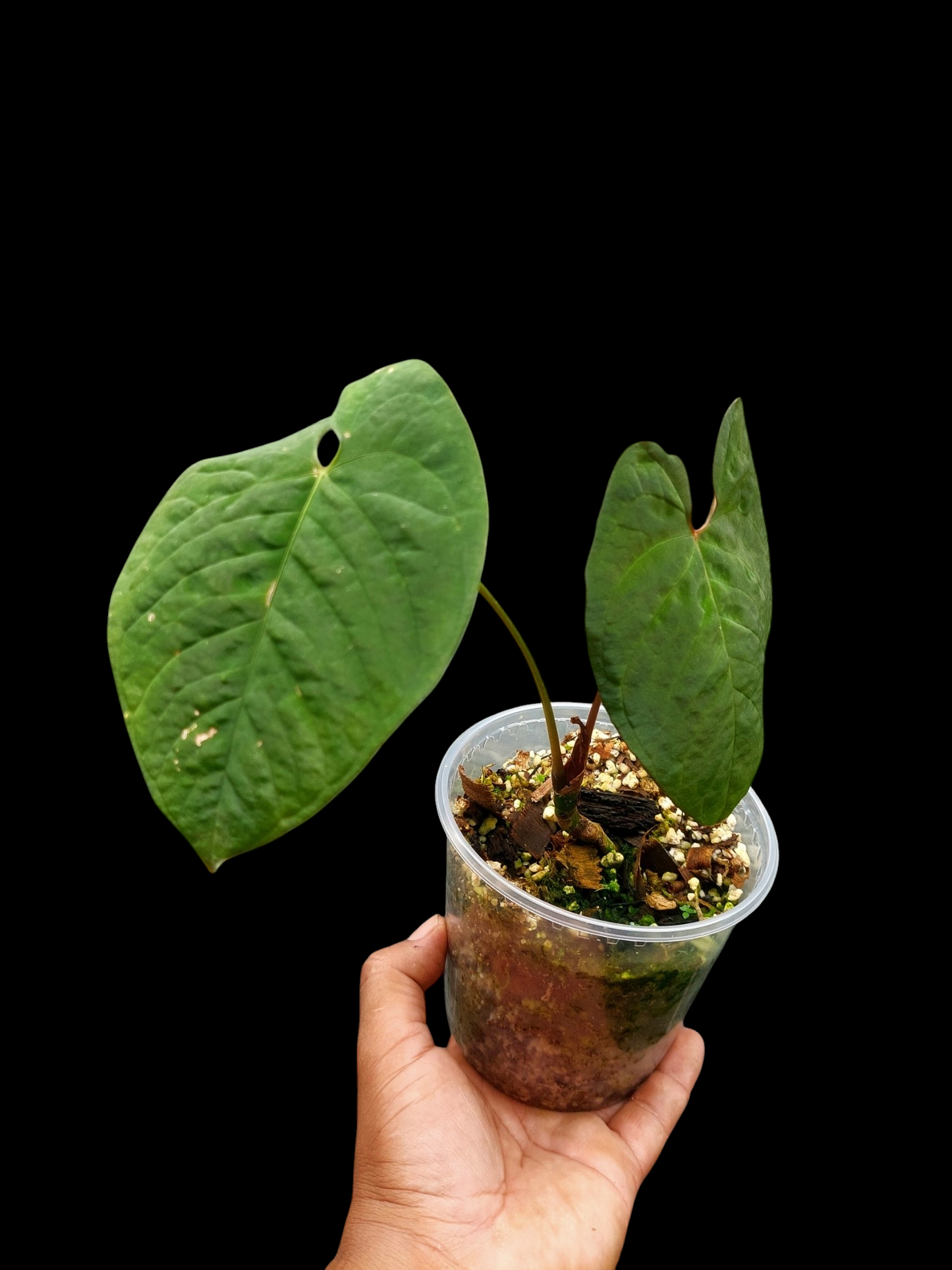 Anthurium Sp. 'Purple' with 2 Leaves (EXACT PLANT)