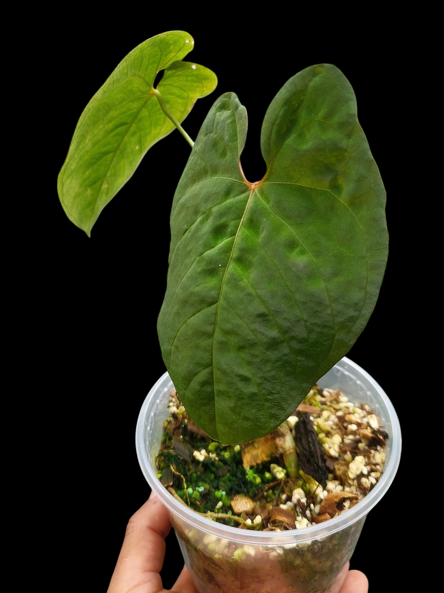 Anthurium Sp. 'Purple' with 2 Leaves (EXACT PLANT)