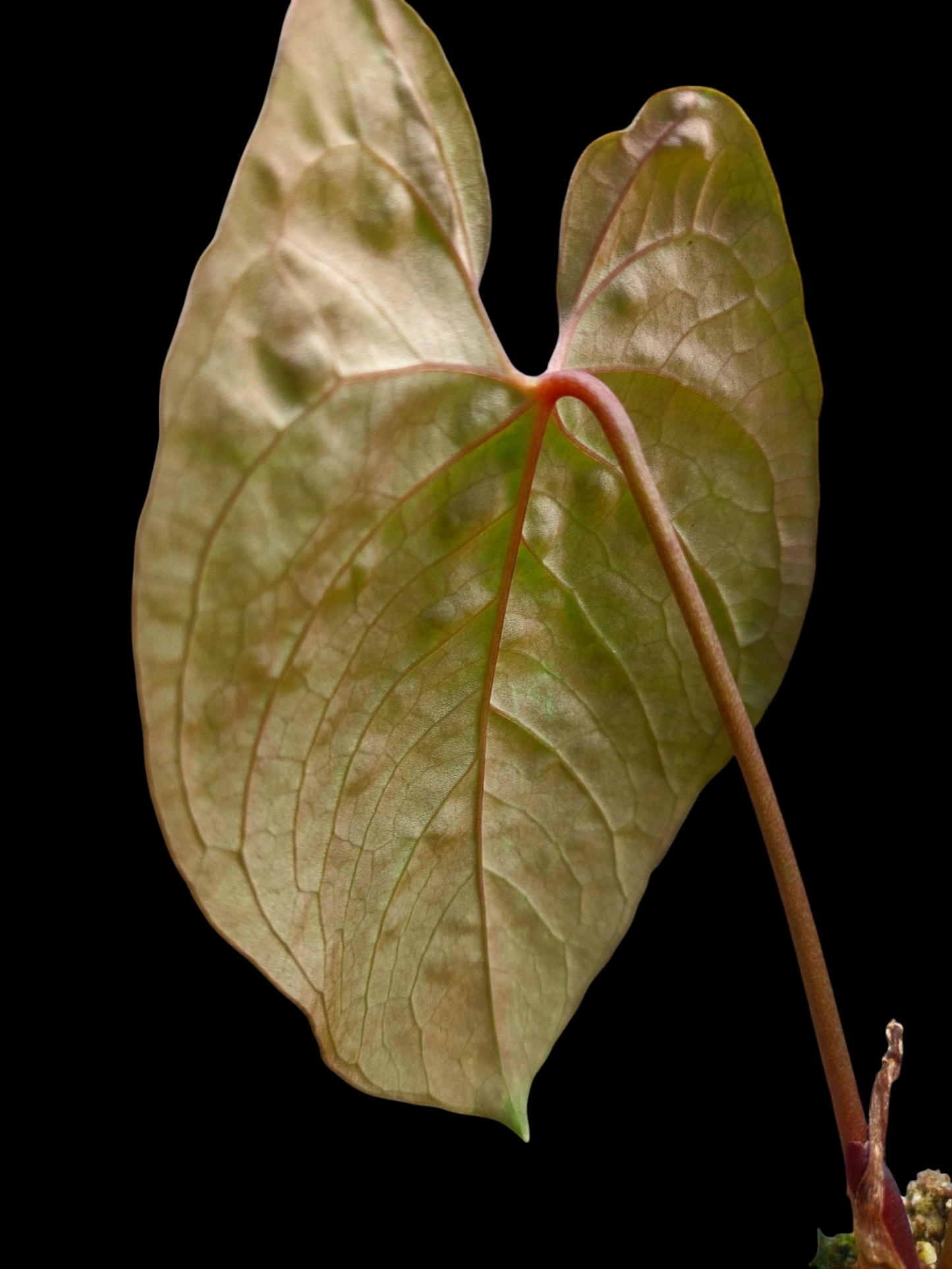 Anthurium Sp. 'Purple' with 2 Leaves (EXACT PLANT)