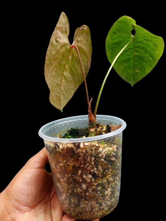 Anthurium Sp. 'Purple' with 2 Leaves (EXACT PLANT)