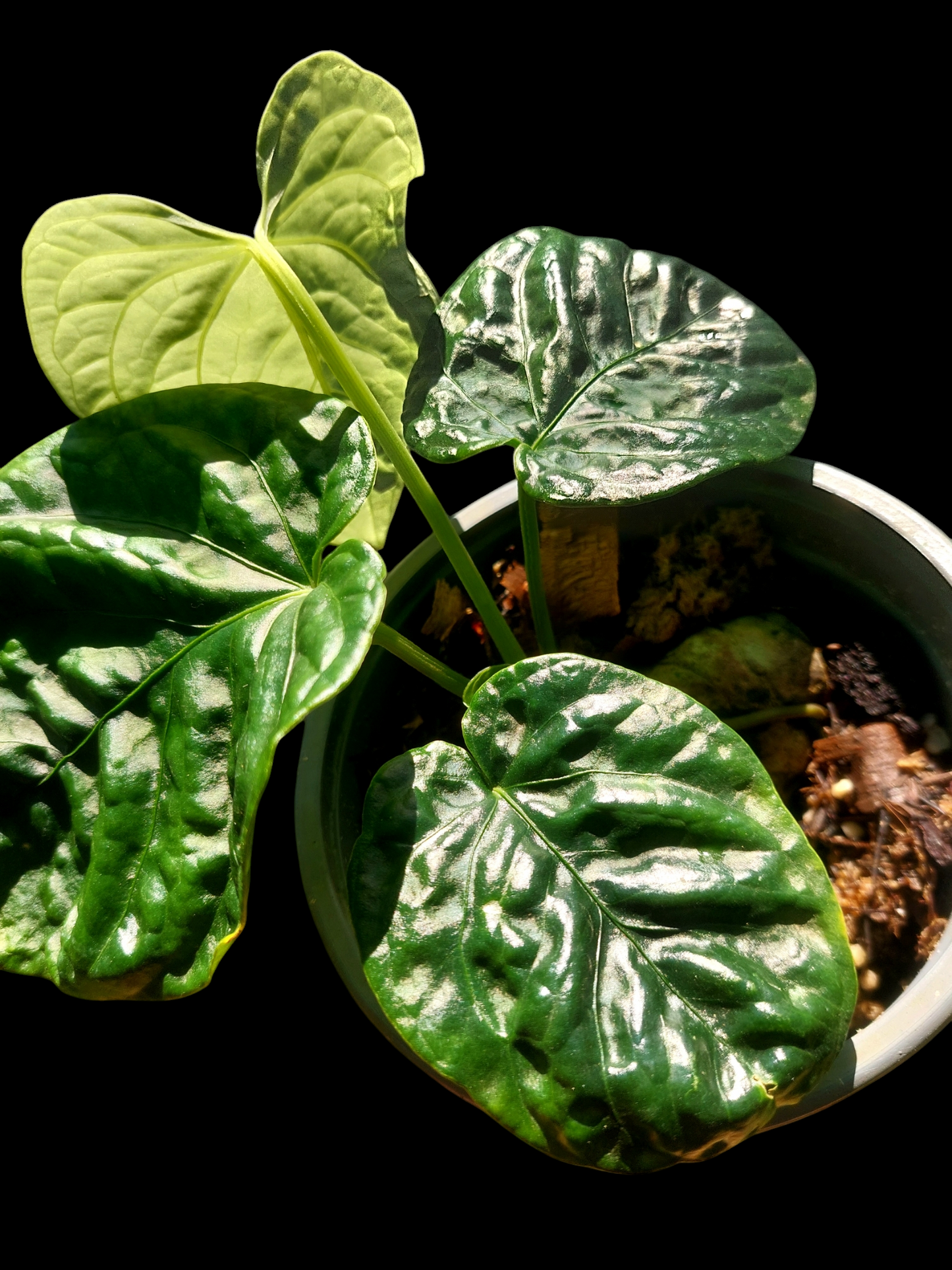 Anthurium Debilis with 4 Leaves (EXACT PLANT)
