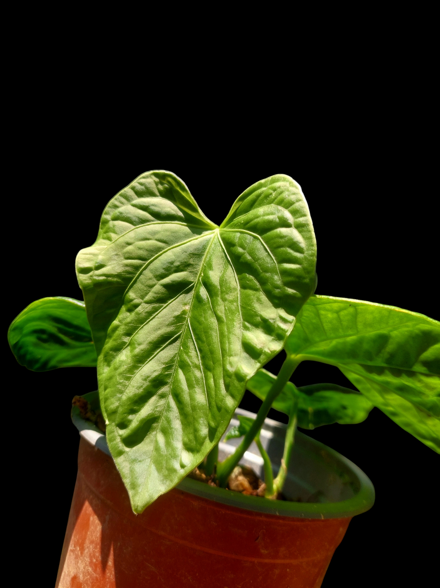 Anthurium Debilis with 4 Leaves (EXACT PLANT)