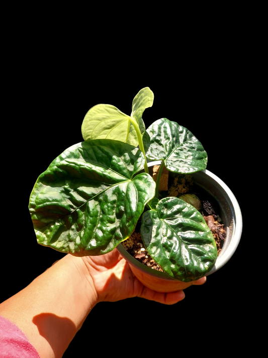 Anthurium Debilis with 4 Leaves (EXACT PLANT)