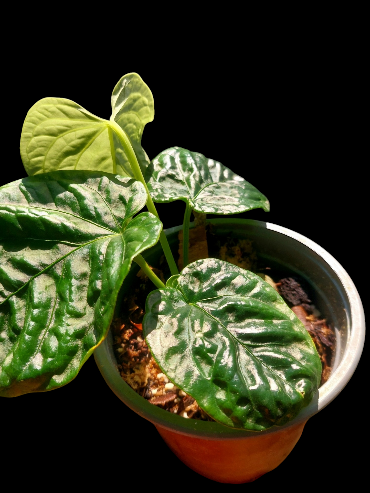 Anthurium Debilis with 4 Leaves (EXACT PLANT)