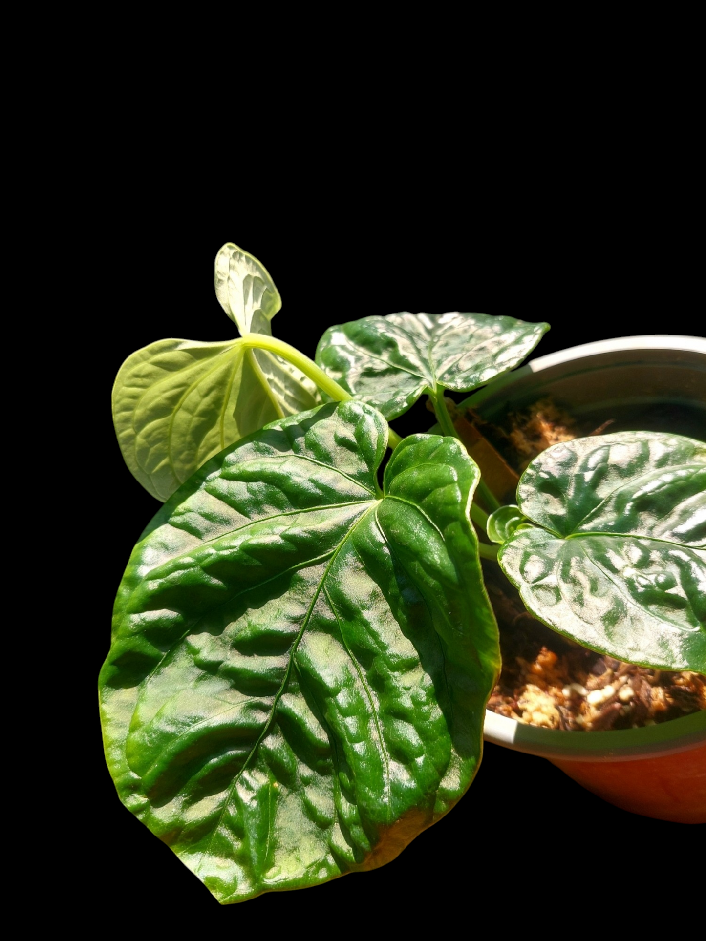 Anthurium Debilis with 4 Leaves (EXACT PLANT)