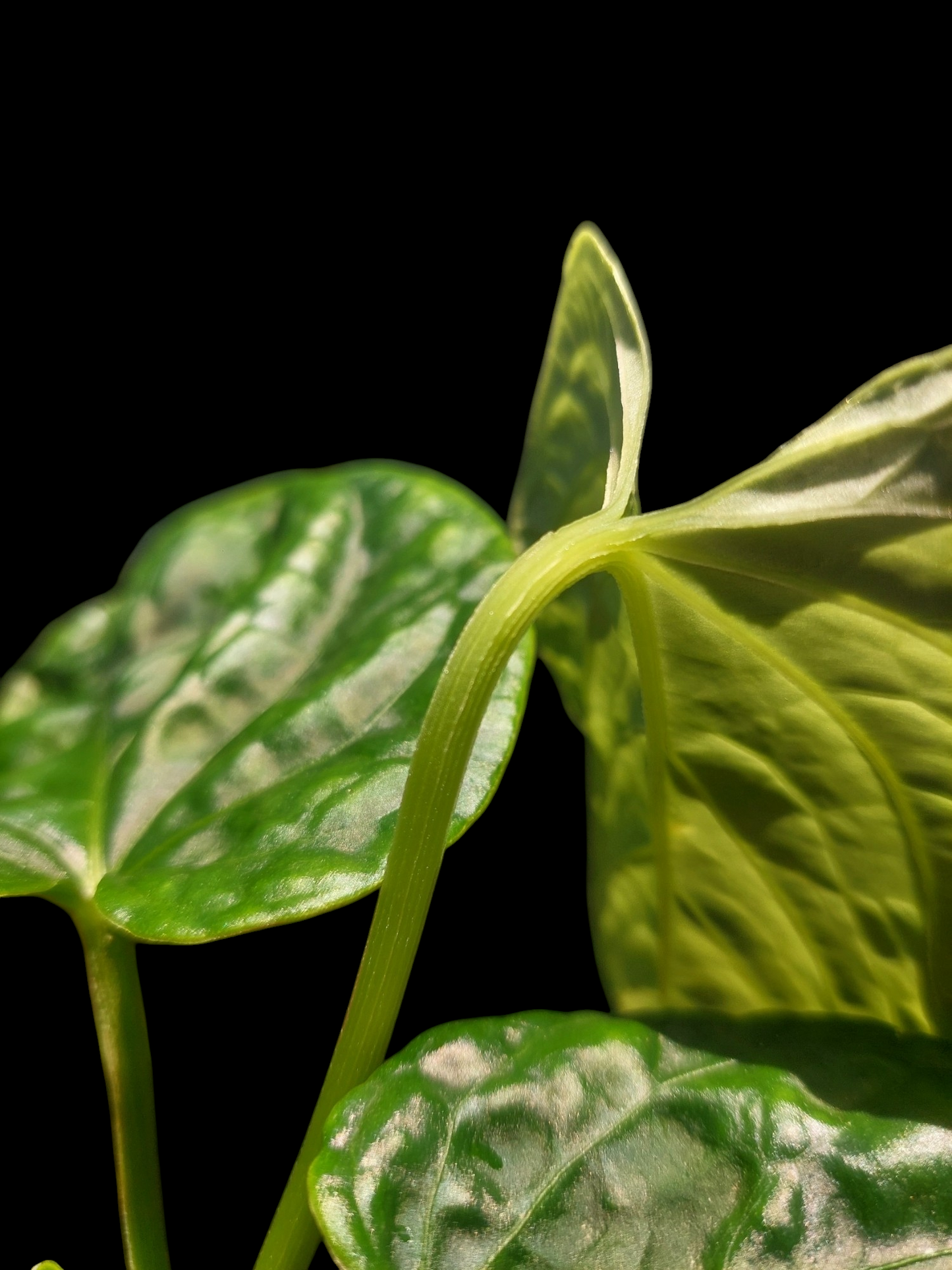 Anthurium Debilis with 4 Leaves (EXACT PLANT)