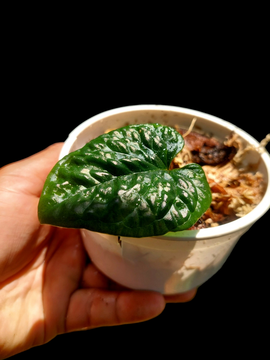 Anthurium Nutibarense Wild Ecotype (EXACT PLANT)