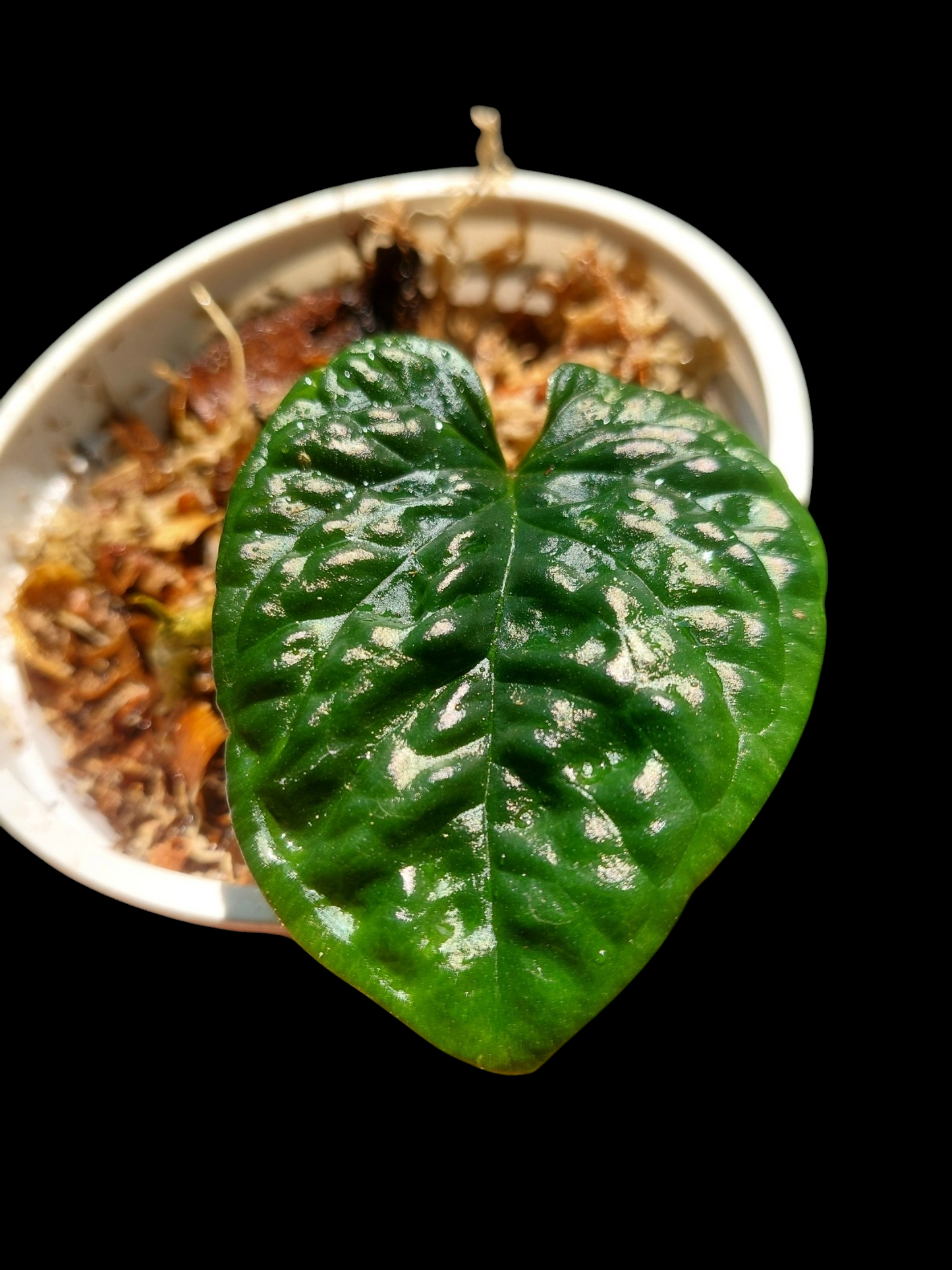 Anthurium Nutibarense Wild Ecotype (EXACT PLANT)