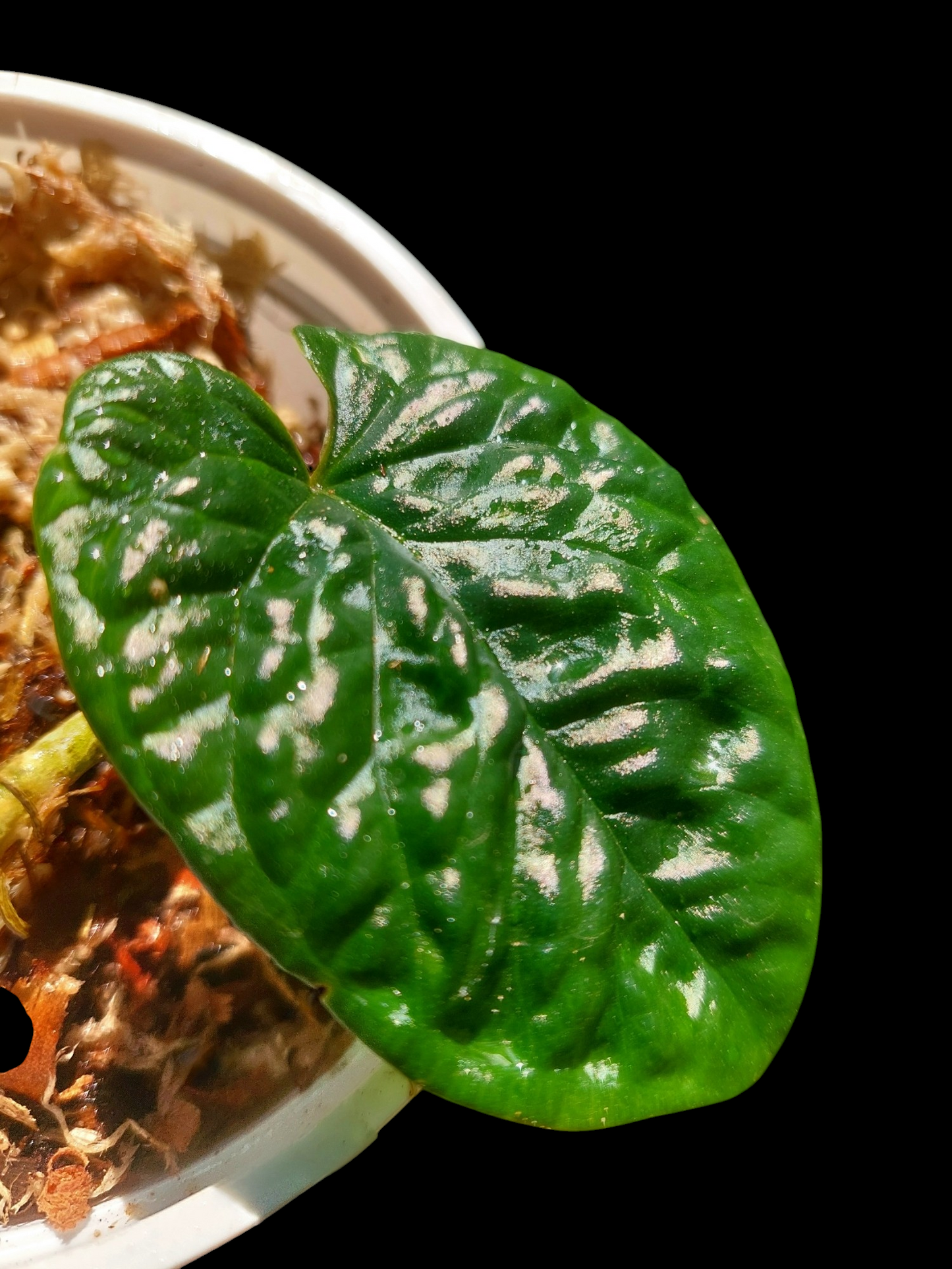 Anthurium Nutibarense Wild Ecotype (EXACT PLANT)
