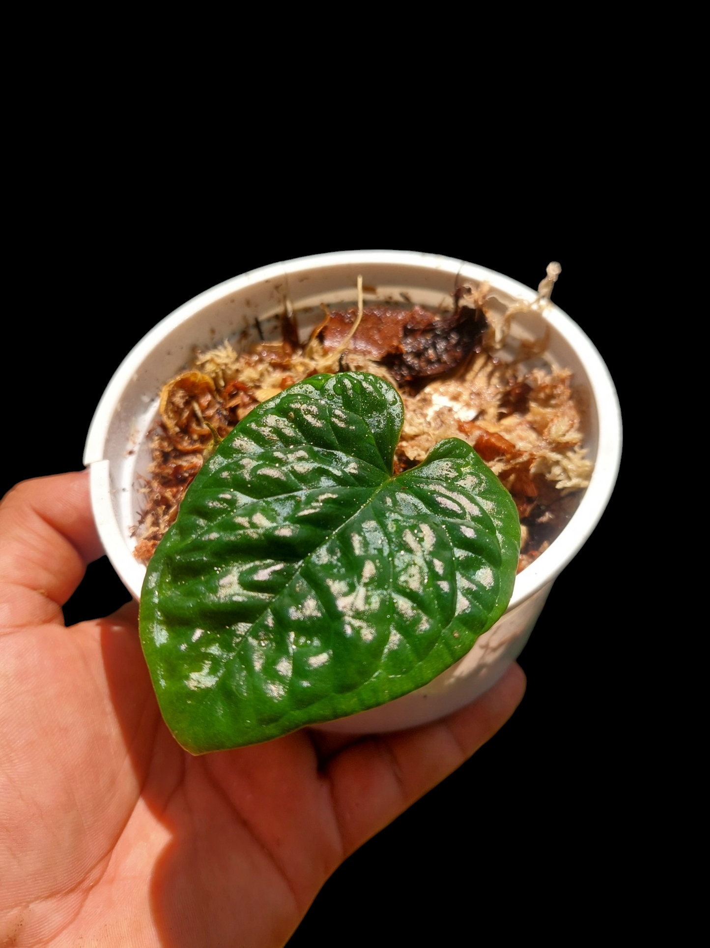Anthurium Nutibarense Wild Ecotype (EXACT PLANT)