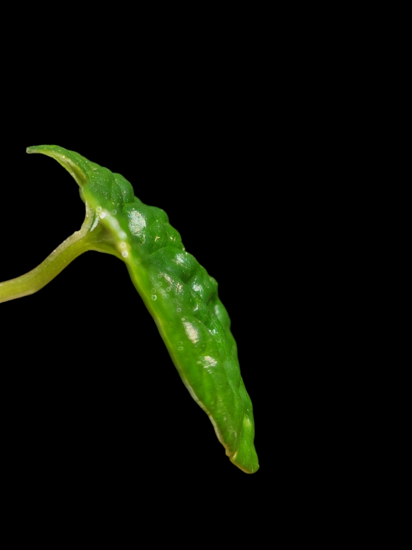 Anthurium Nutibarense Wild Ecotype (EXACT PLANT)