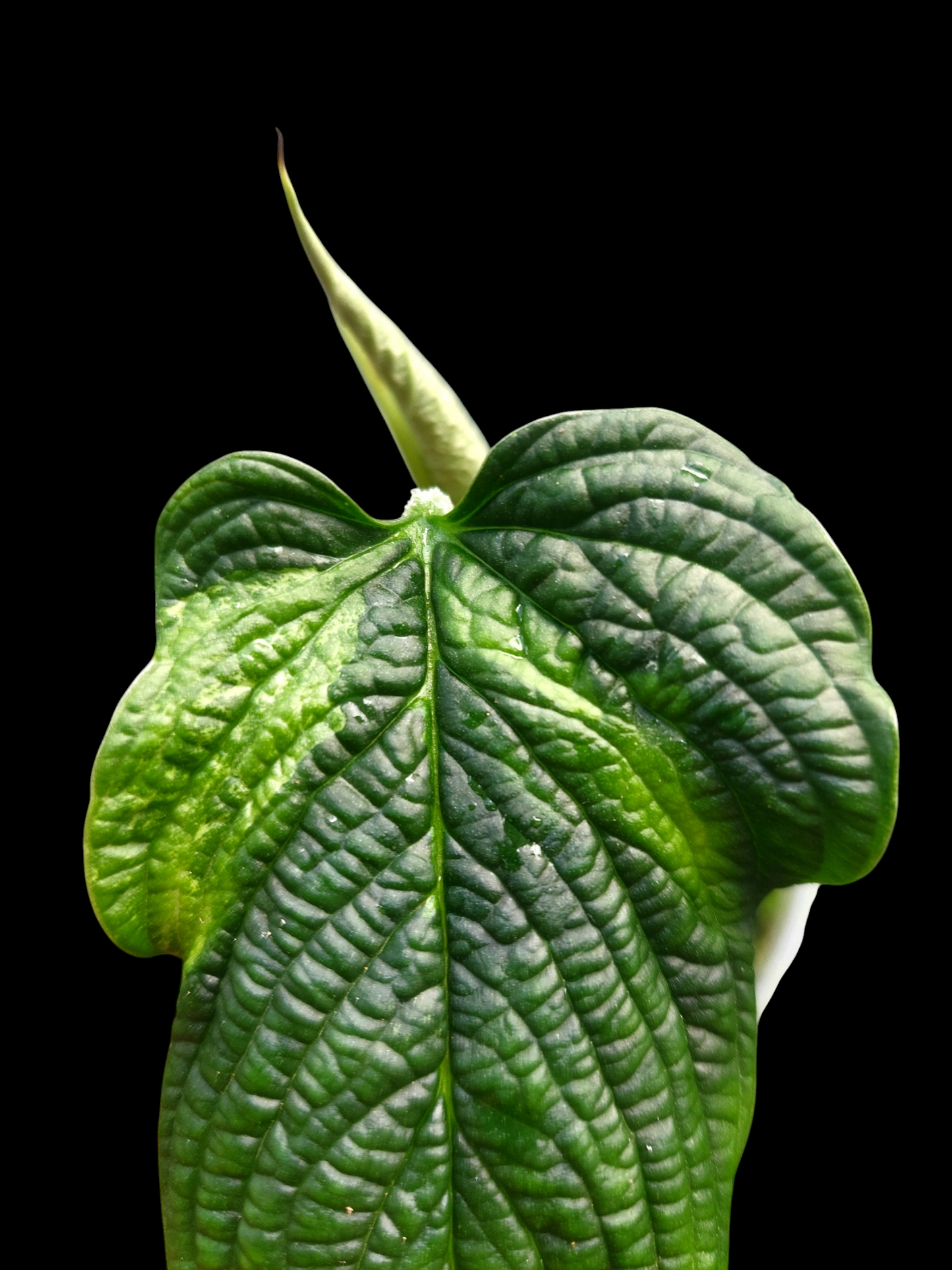 Philodendron Lynnhannoniae Special Phenotype (EXACT PLANT)