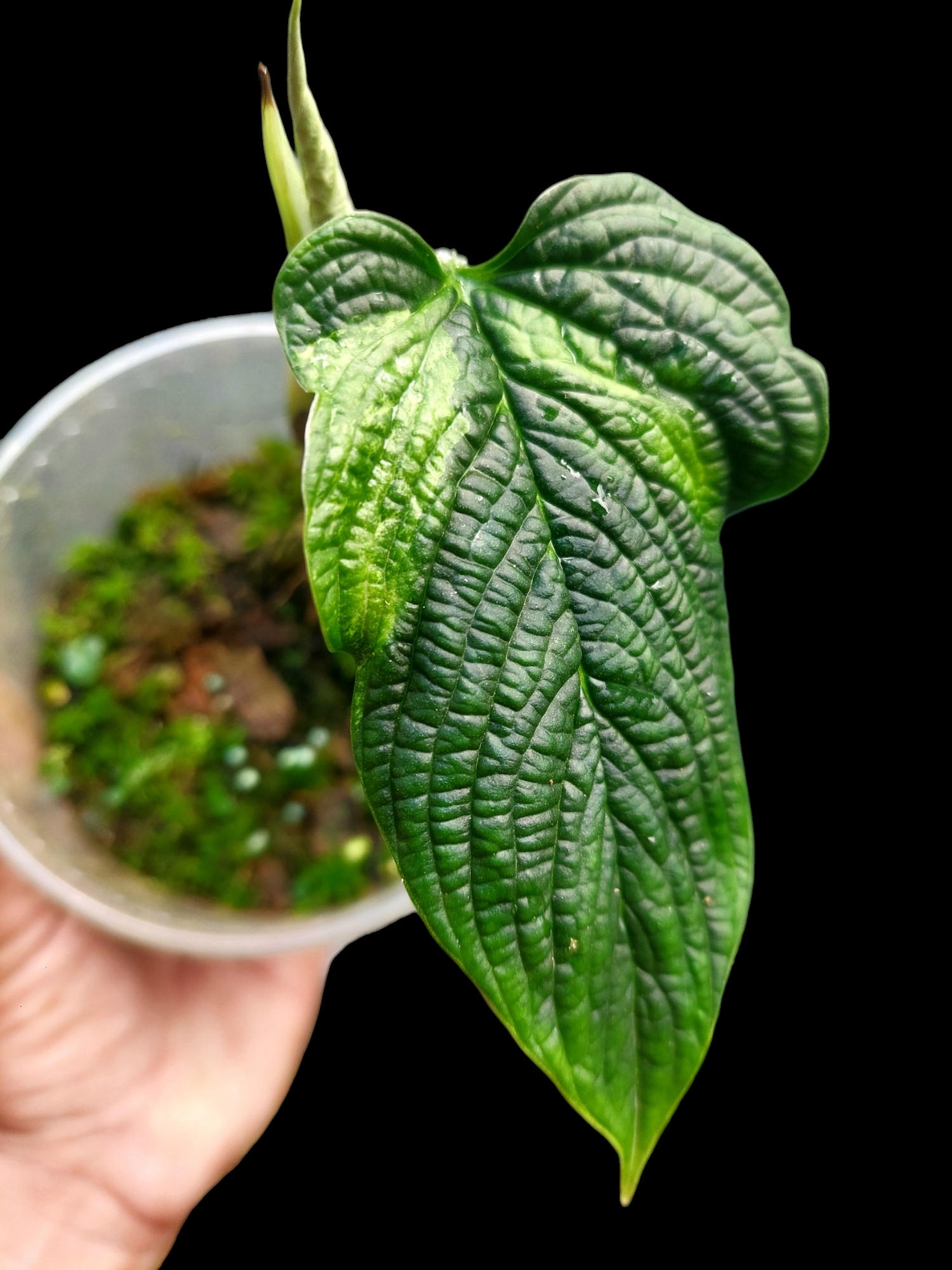 philodendron special Philodendron Lynnhannoniae Special Phenotype (EXACT PLANT)