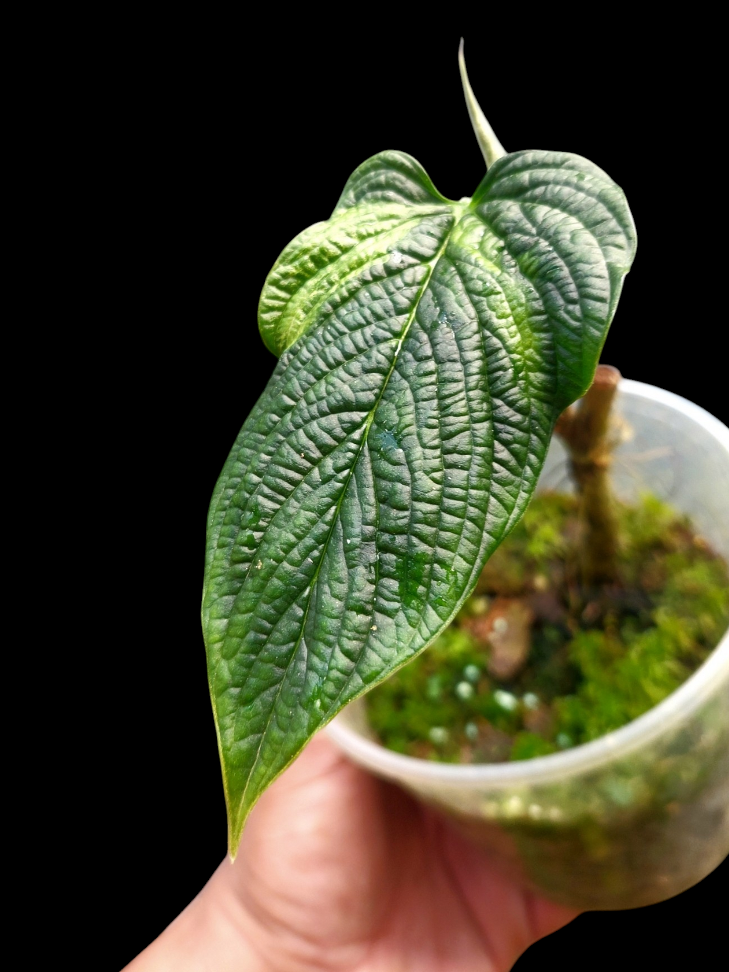 Philodendron Lynnhannoniae Special Phenotype (EXACT PLANT)