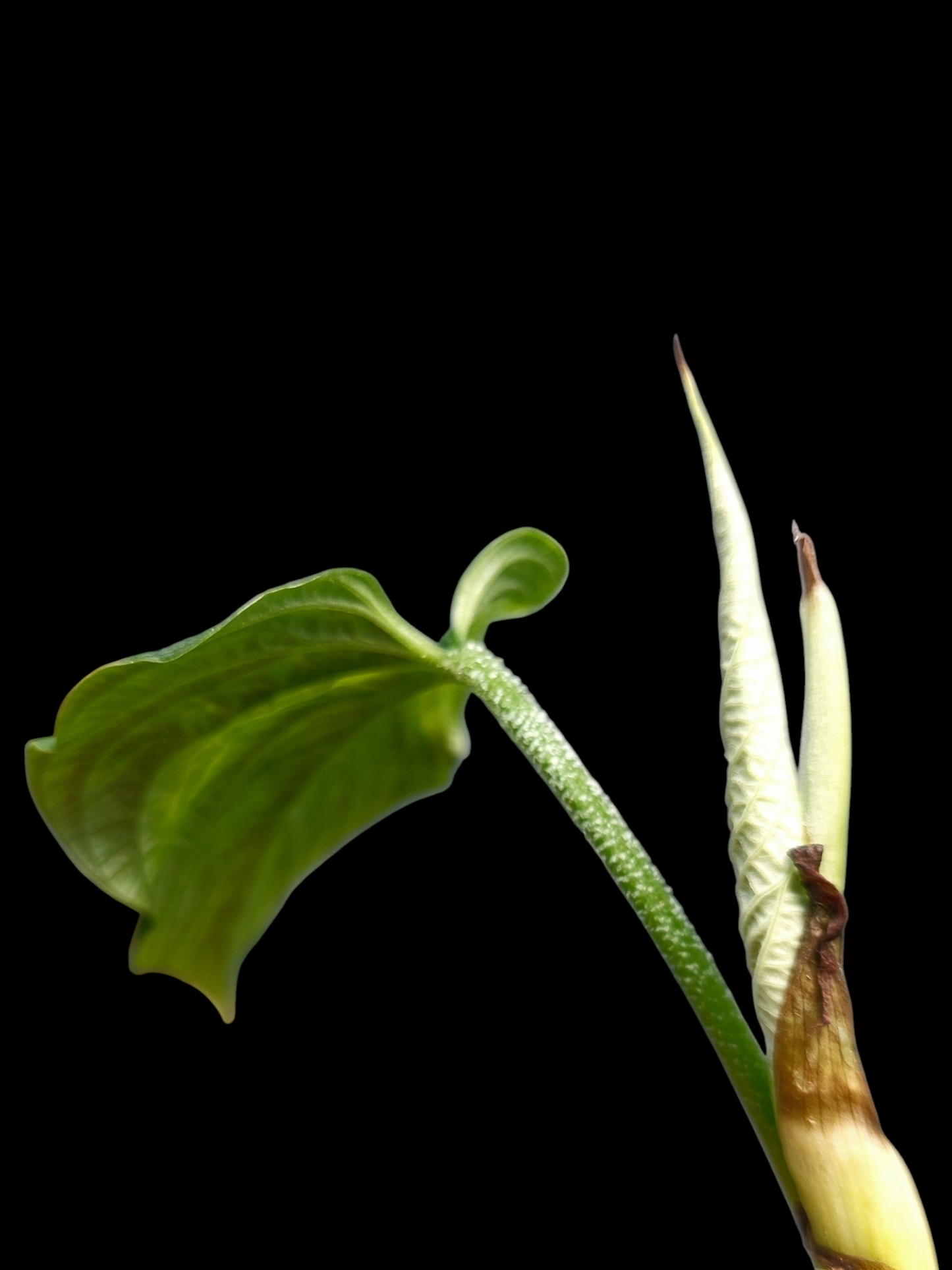 Philodendron Lynnhannoniae Special Phenotype (EXACT PLANT)