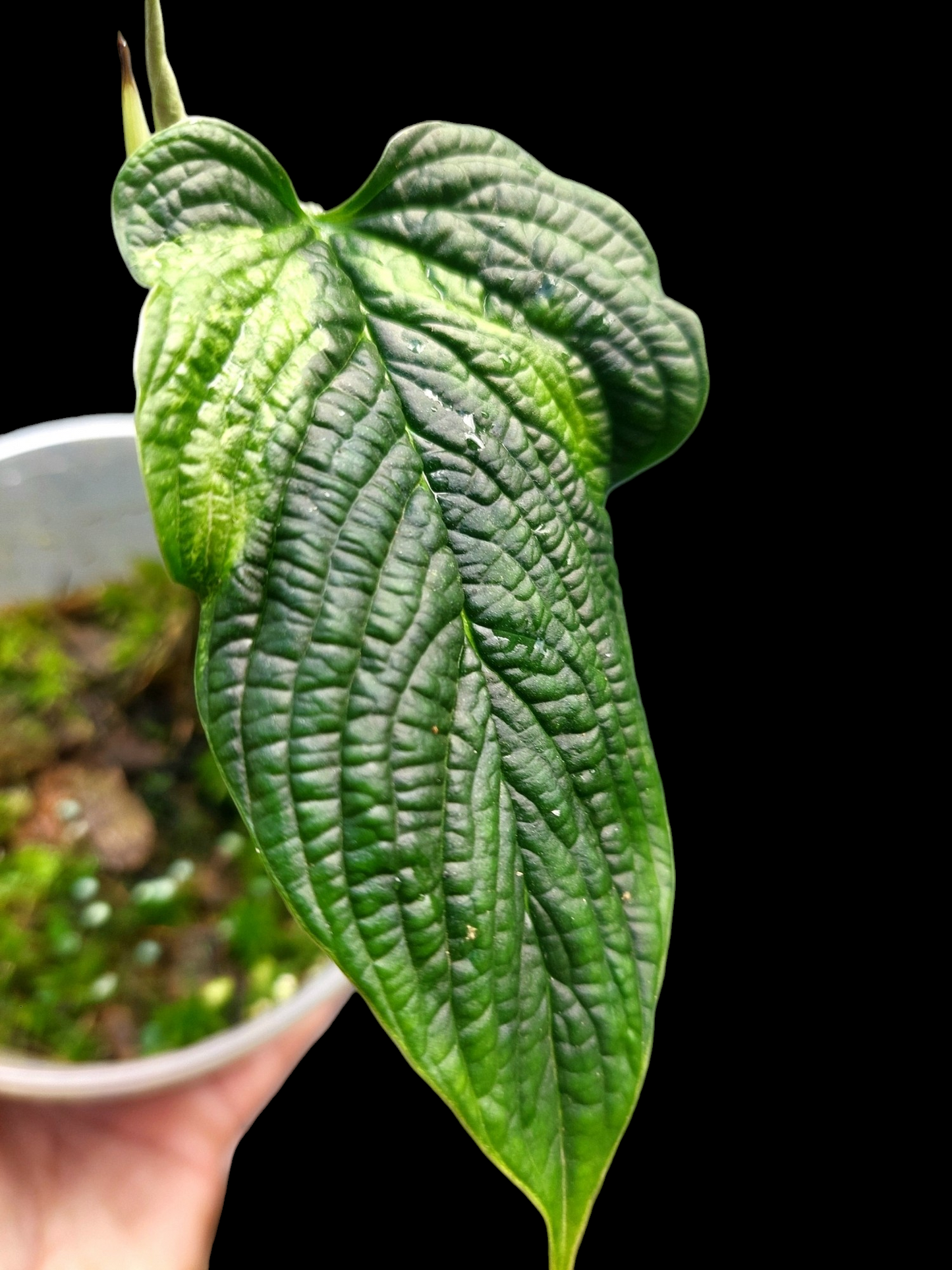 Philodendron Lynnhannoniae Special Phenotype (EXACT PLANT)