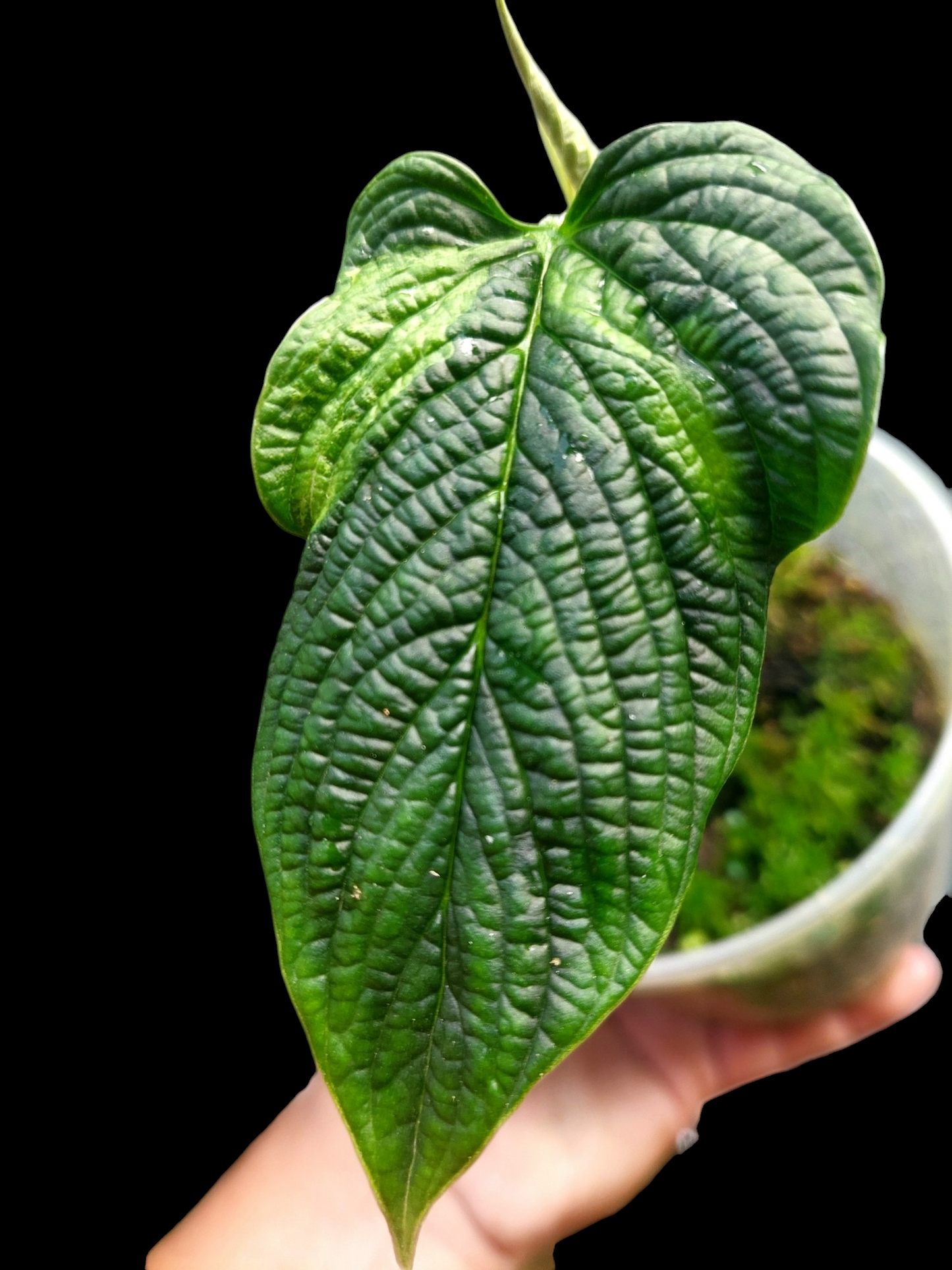 Philodendron Lynnhannoniae Special Phenotype (EXACT PLANT)