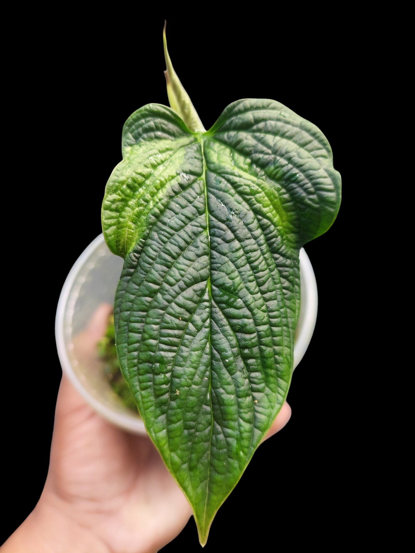 Philodendron Lynnhannoniae Special Phenotype (EXACT PLANT)