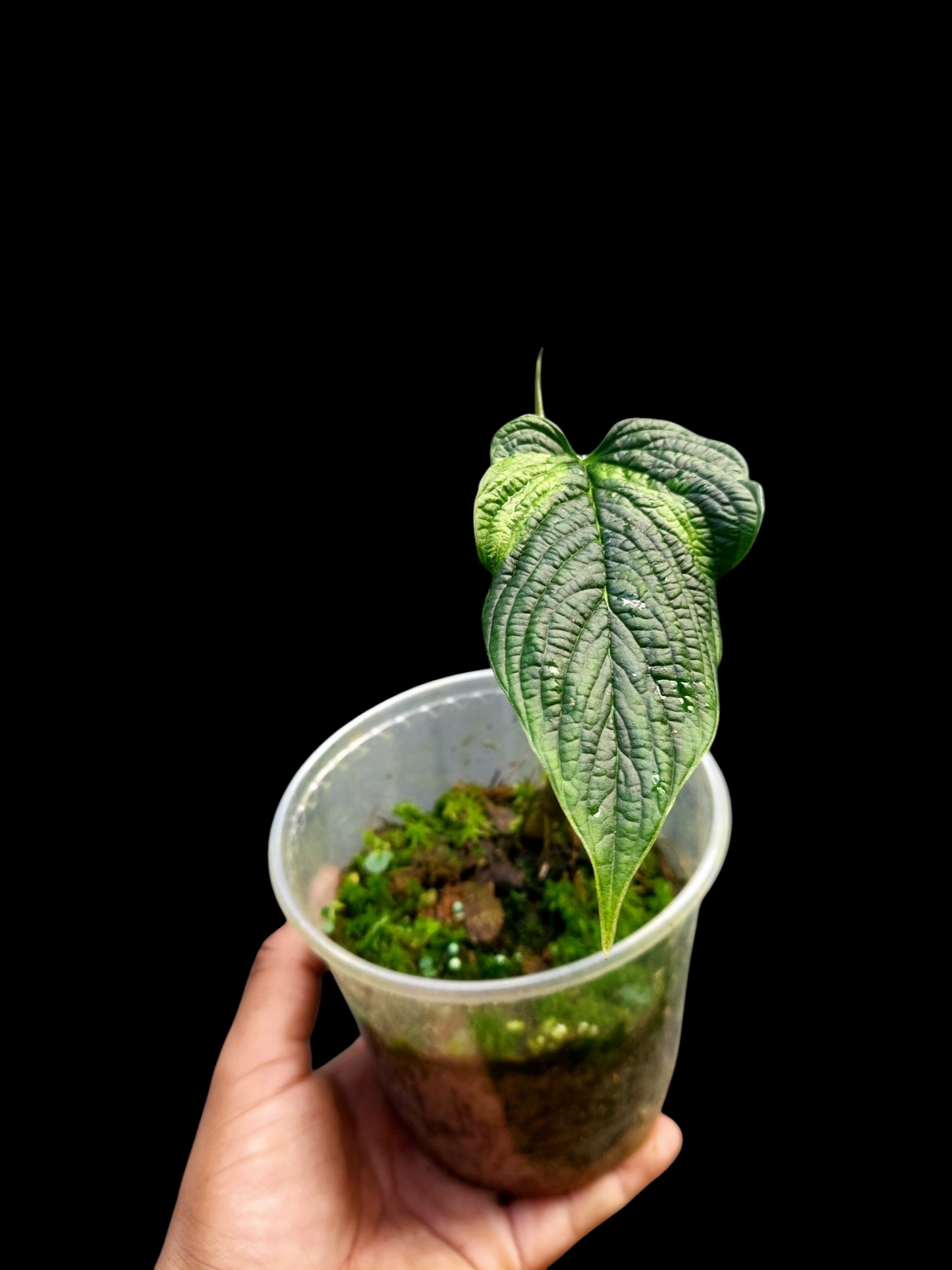 Philodendron Lynnhannoniae Special Phenotype (EXACT PLANT)