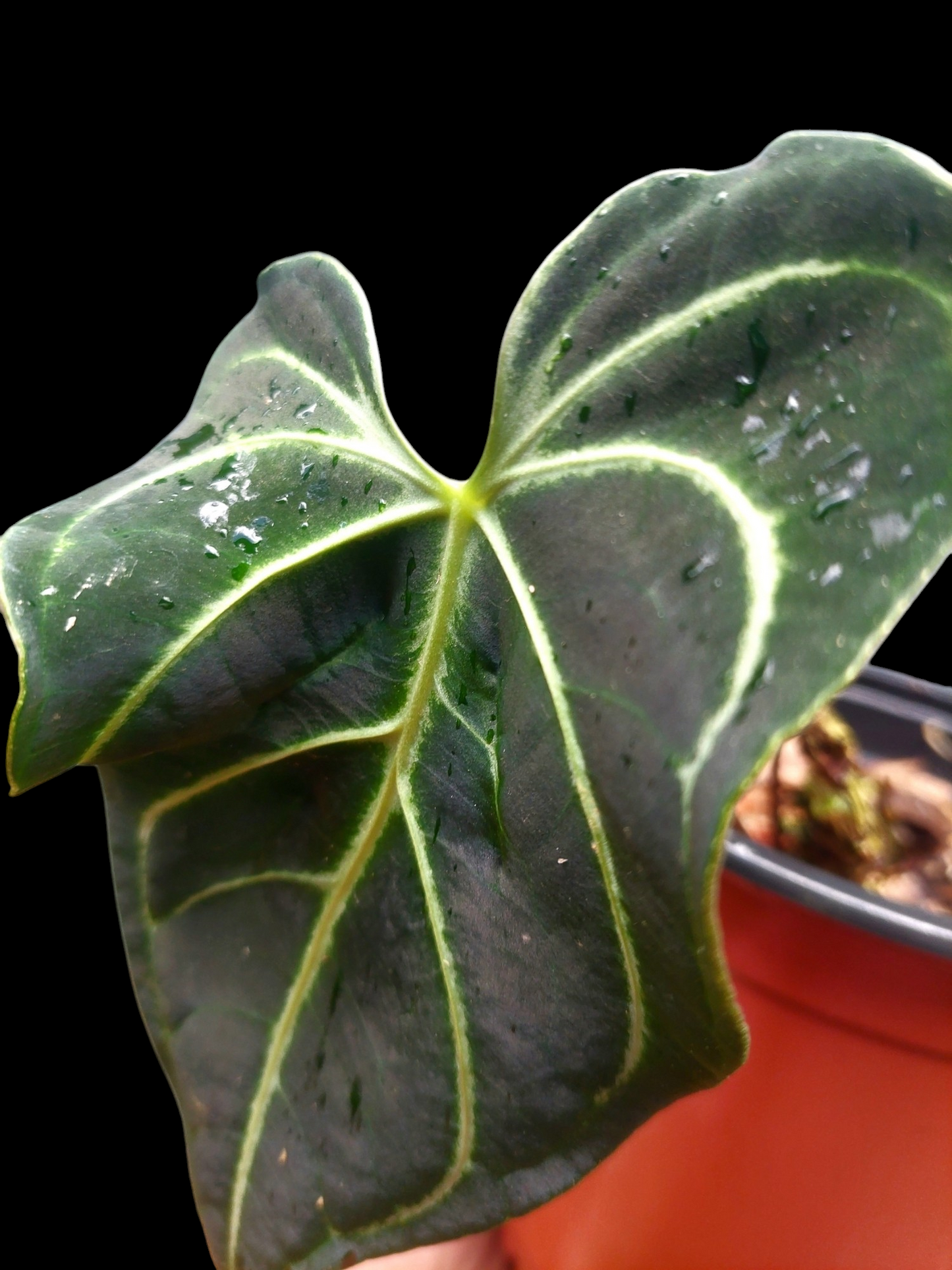 Anthurium sp. 'Mutant form' (EXACT PLANT)