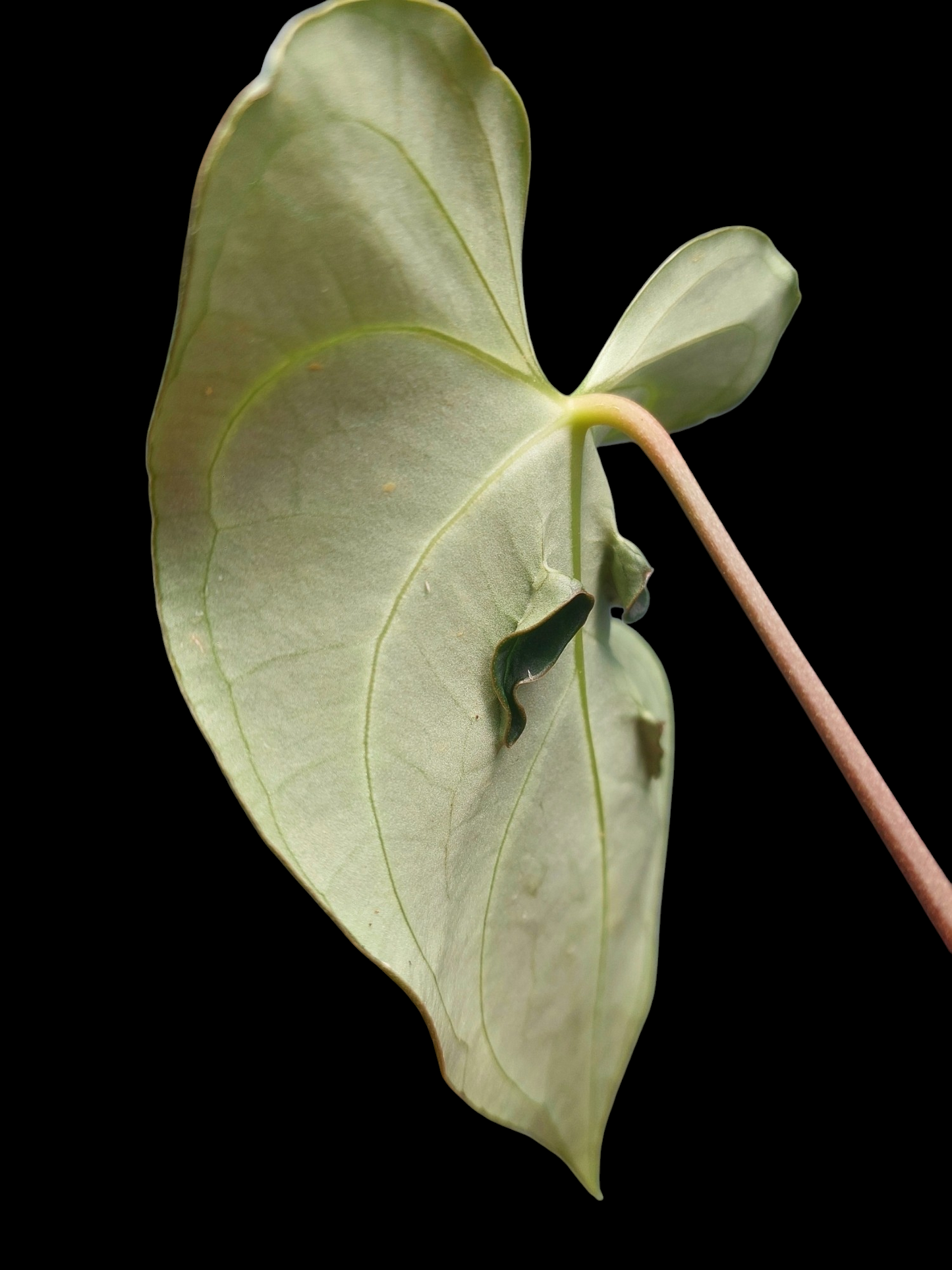 Anthurium sp. 'Mutant form' (EXACT PLANT)