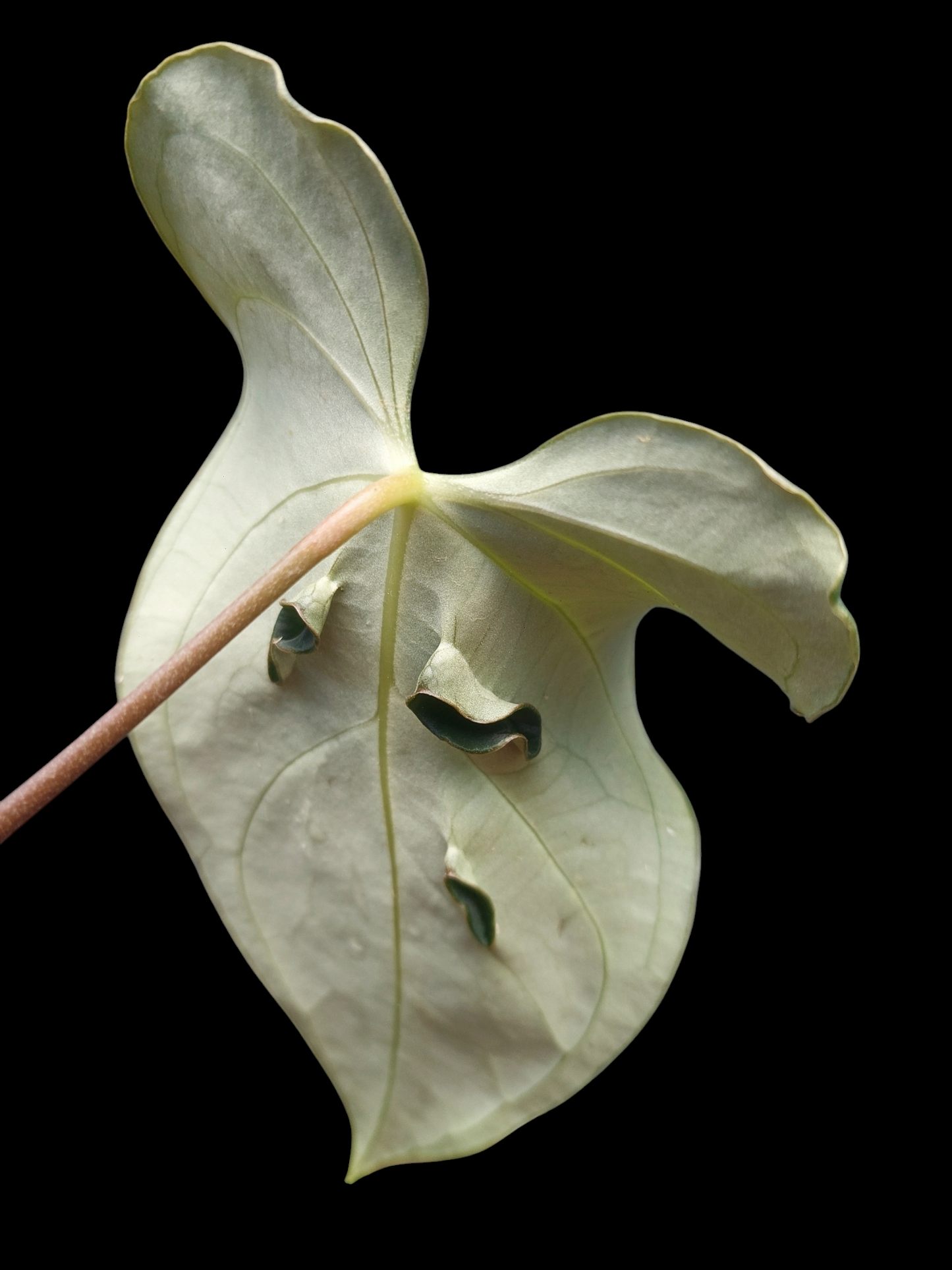 Anthurium sp. 'Mutant form' (EXACT PLANT)