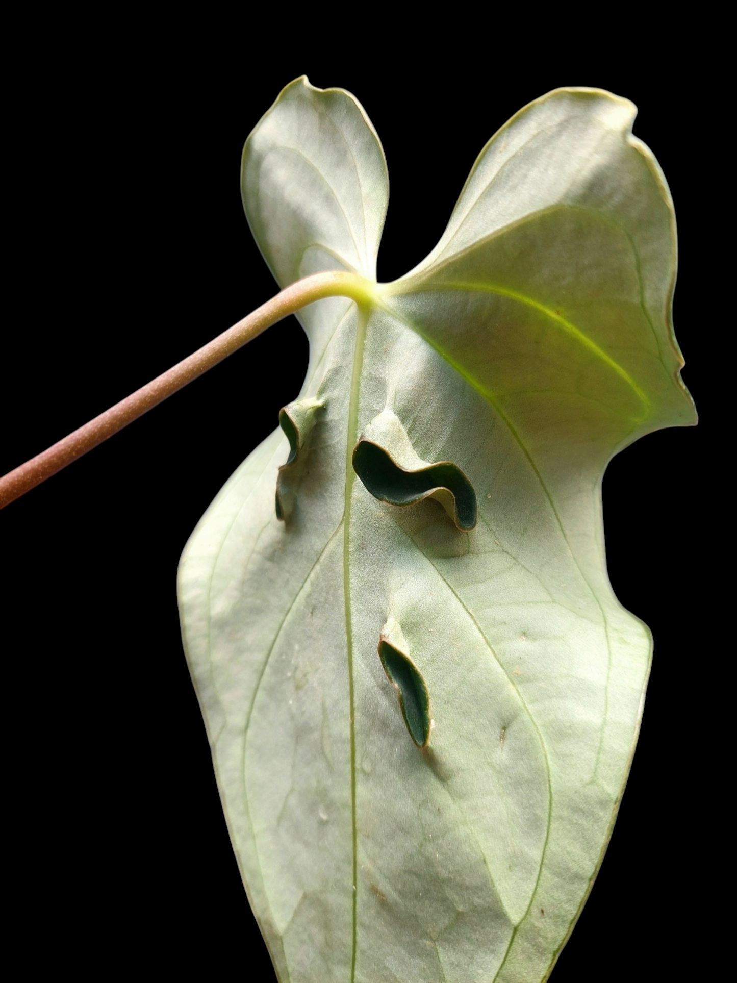 Anthurium sp. 'Mutant form' (EXACT PLANT)