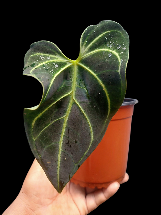 Anthurium sp. 'Mutant form' (EXACT PLANT)