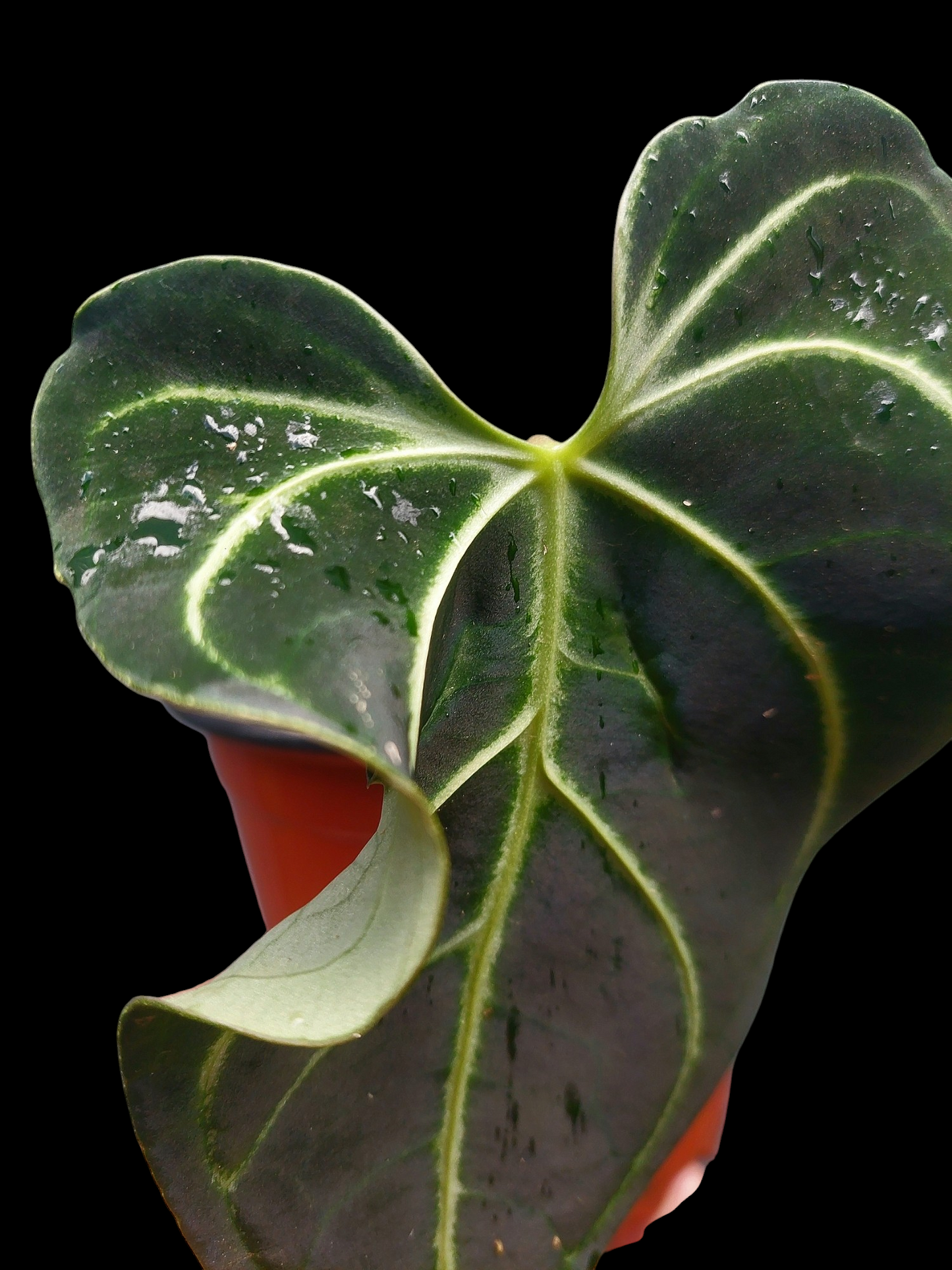 Anthurium sp. 'Mutant form' (EXACT PLANT)