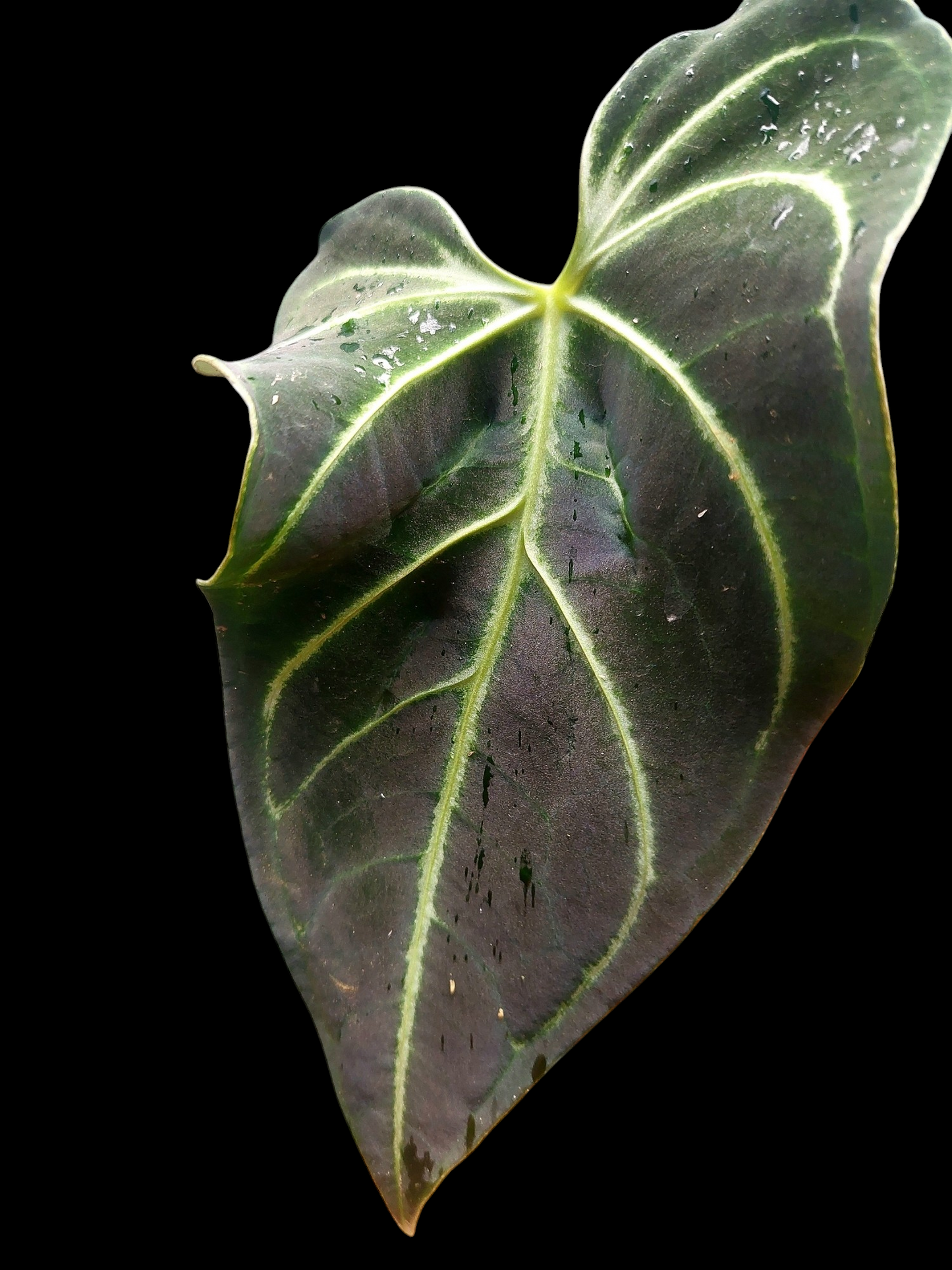 Anthurium sp. 'Mutant form' (EXACT PLANT)