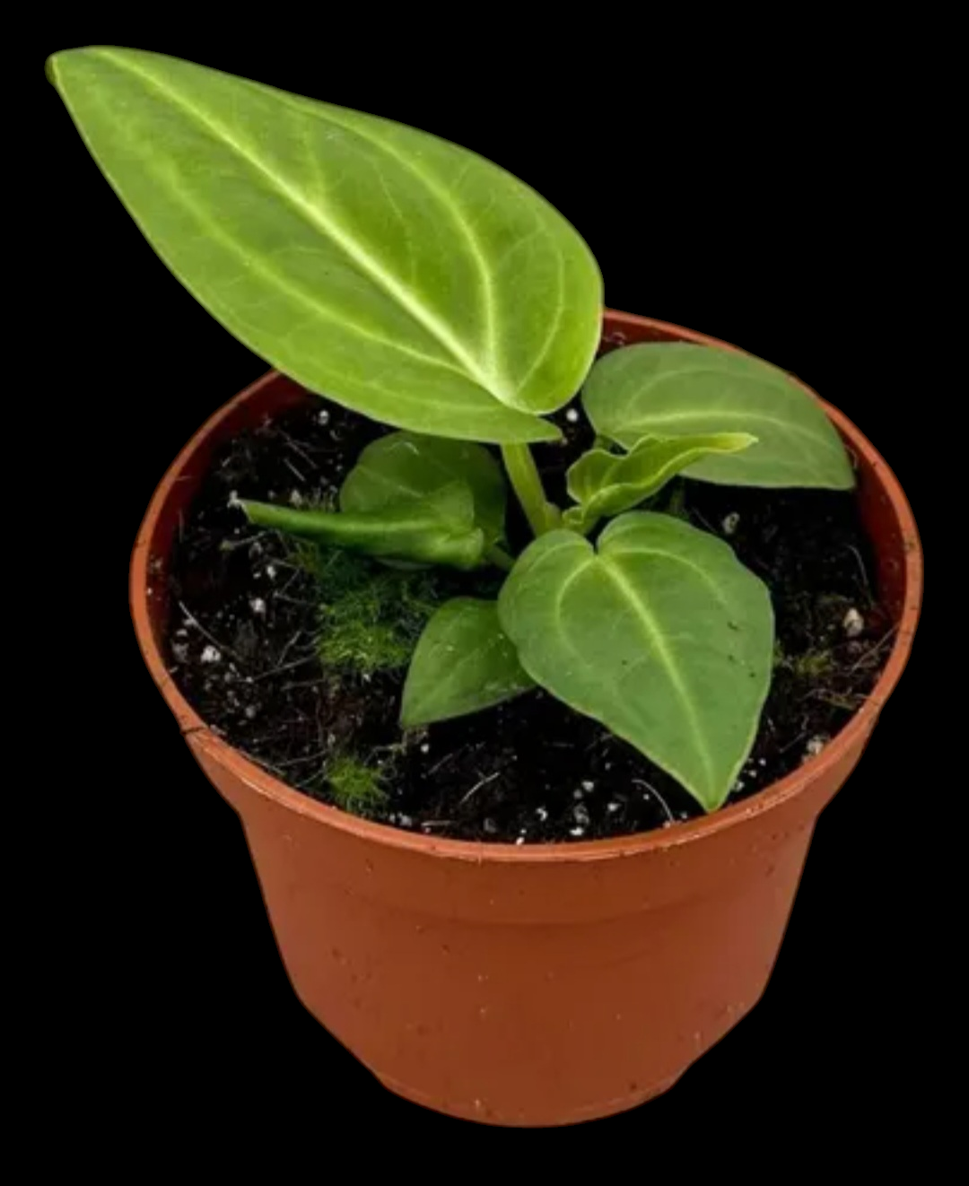 Your Aroid Gift: Anthurium Pulcachense