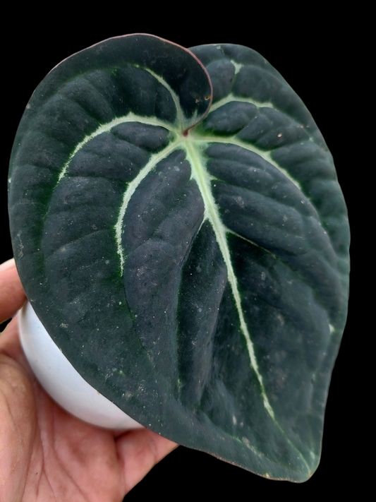 Anthurium Carlablackiae 'Black Panama' (EXACT PLANT)