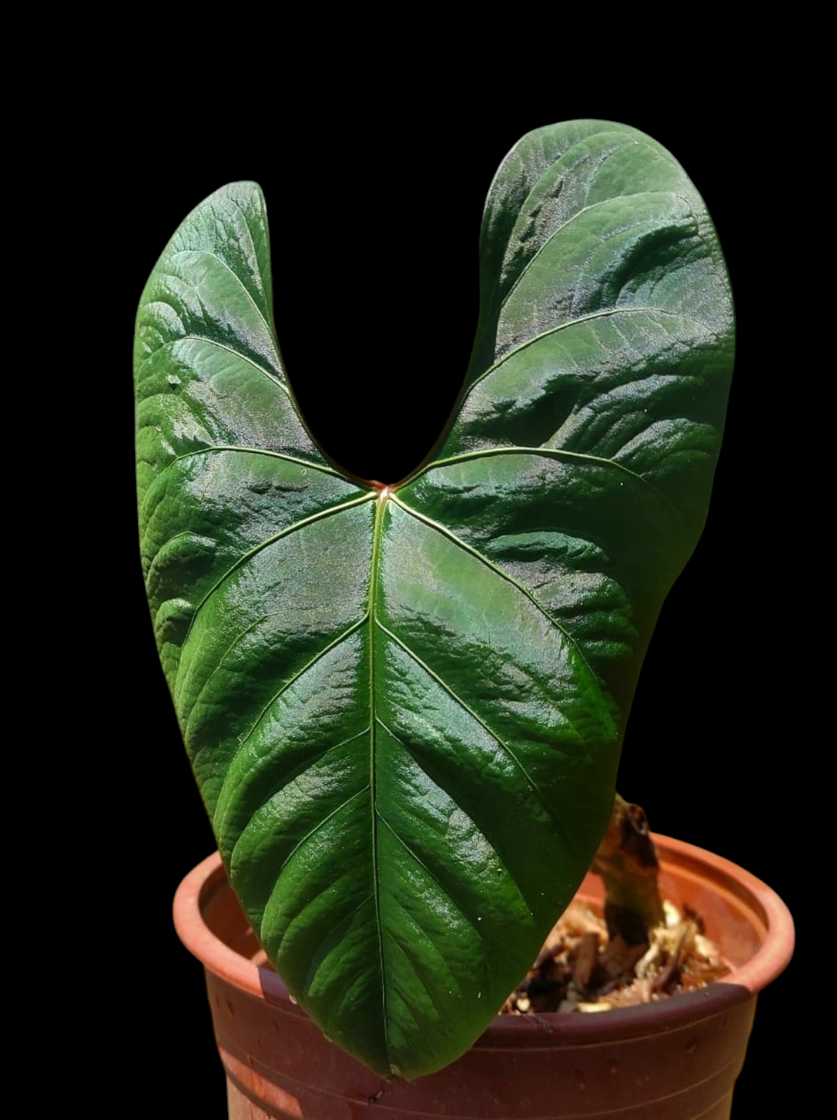 Anthurium sp. 'Huanuco Dark Velvet' BIG Plant (EXACT PLANT)
