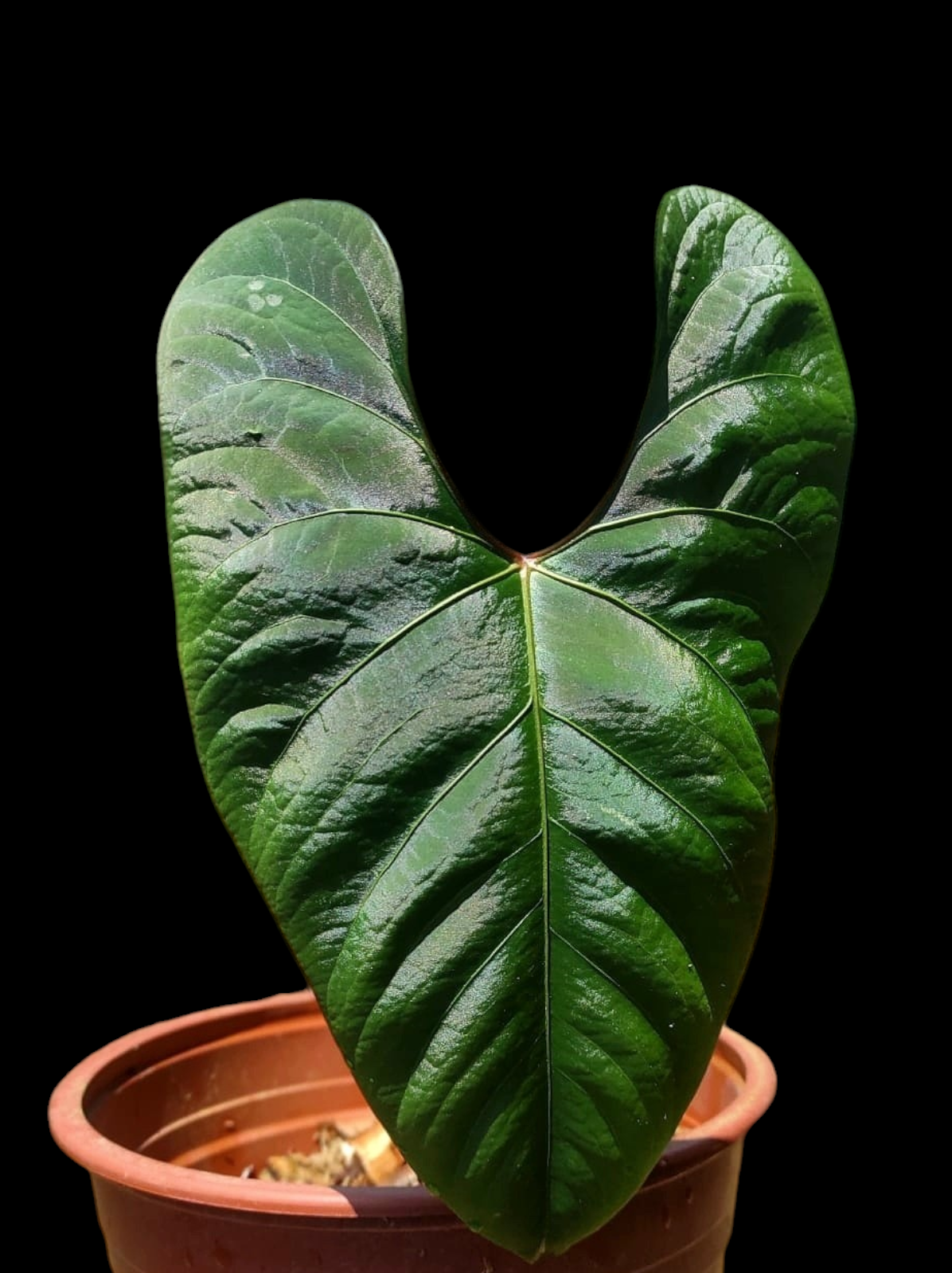 Anthurium sp. 'Huanuco Dark Velvet' BIG Plant (EXACT PLANT)