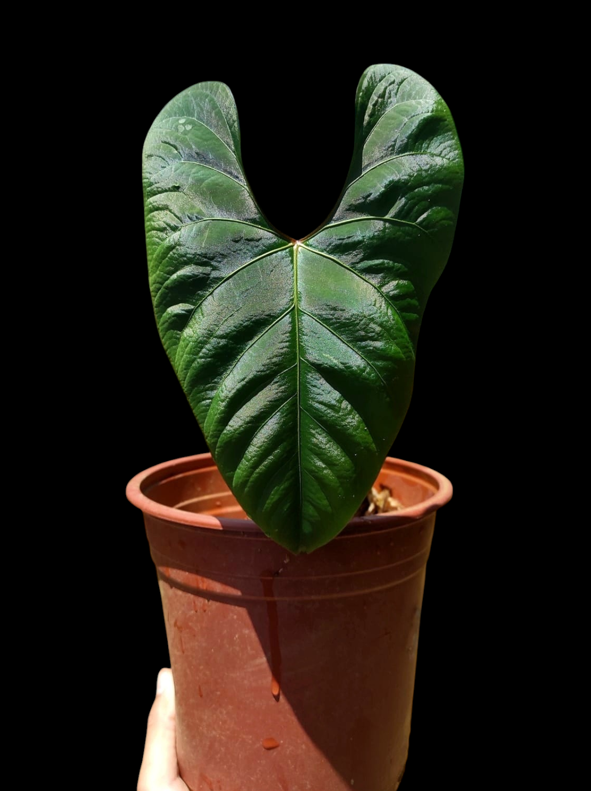 Anthurium sp. 'Huanuco Dark Velvet' BIG Plant (EXACT PLANT)