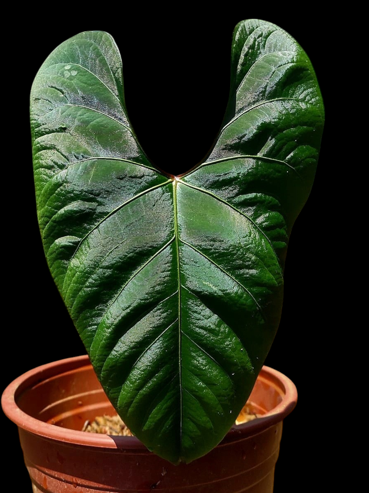 Anthurium sp. 'Huanuco Dark Velvet' BIG Plant (EXACT PLANT)