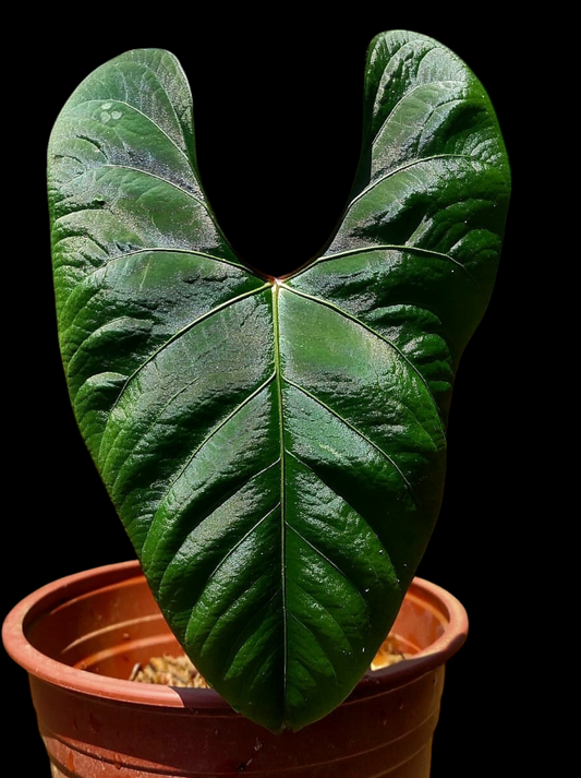 Anthurium sp. 'Huanuco Dark Velvet' BIG Plant (EXACT PLANT)
