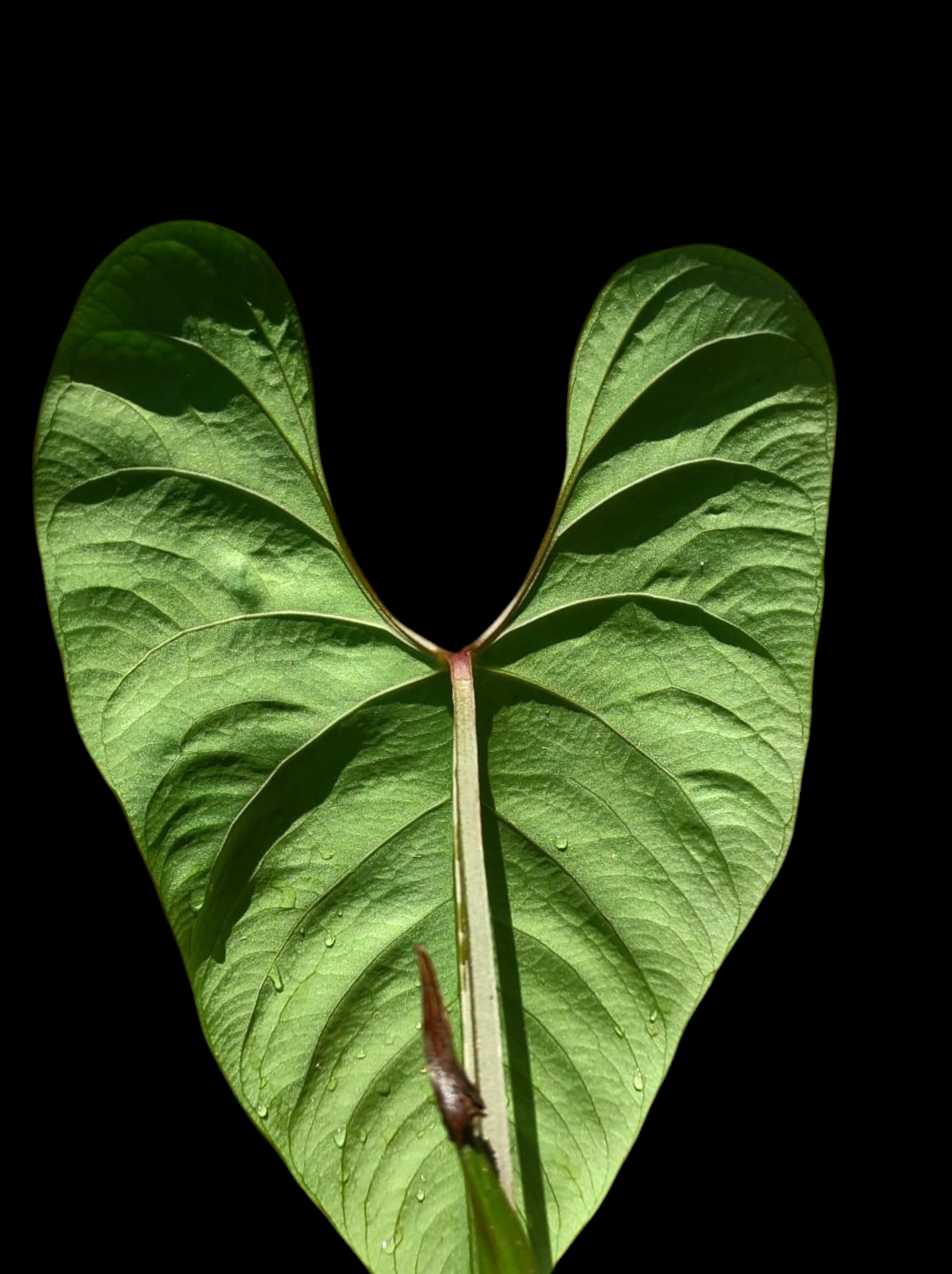 Anthurium sp. 'Huanuco Dark Velvet' BIG Plant (EXACT PLANT)