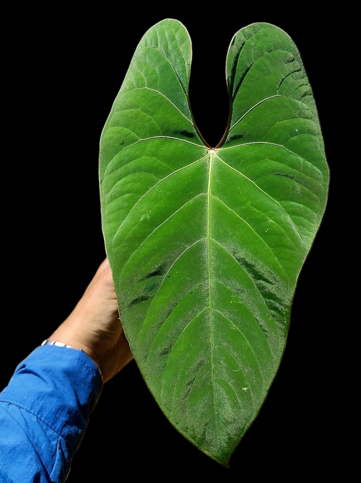 Anthurium sp. 'Huanuco Velvet' Wild Ecotype (EXACT PLANT)