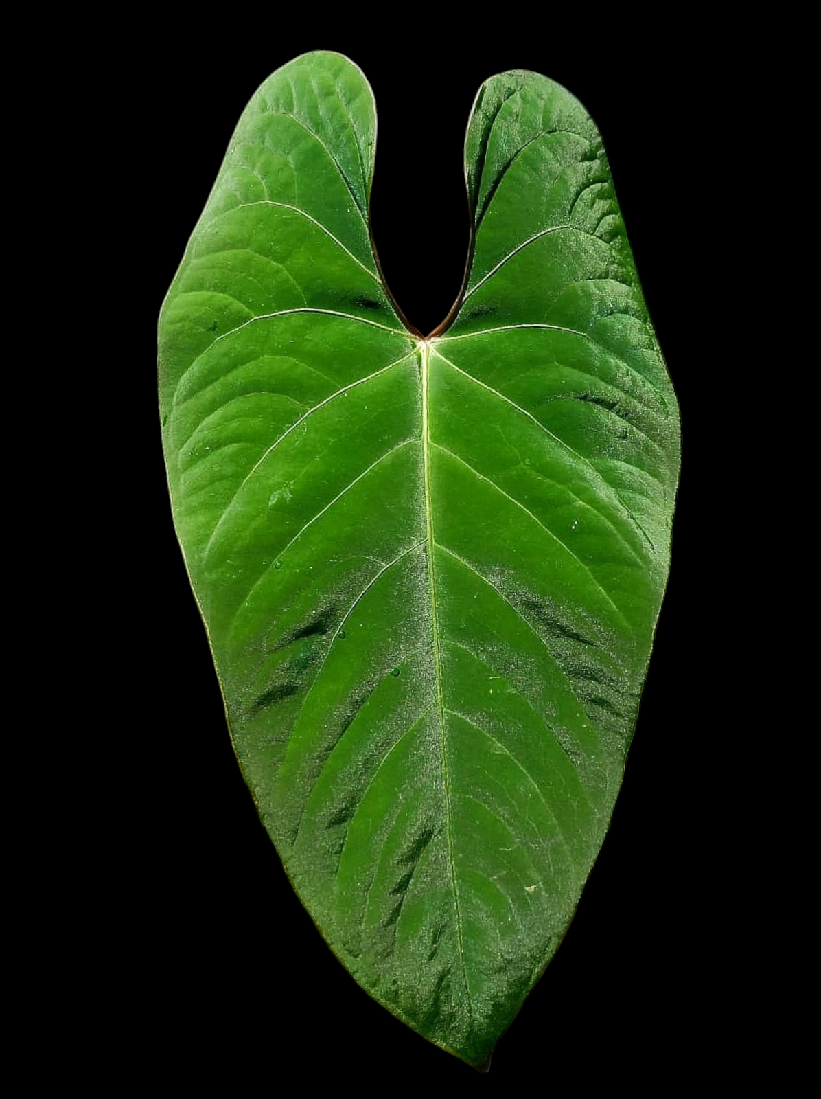 Anthurium sp. 'Huanuco Velvet' Wild Ecotype (EXACT PLANT)