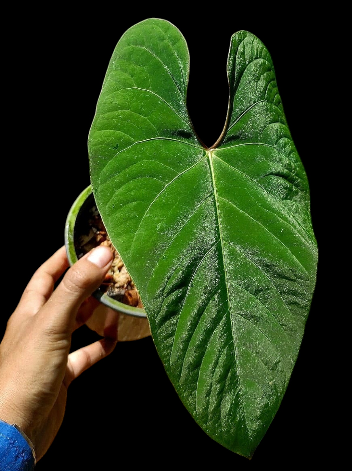 Anthurium sp. 'Huanuco Velvet' Wild Ecotype (EXACT PLANT)