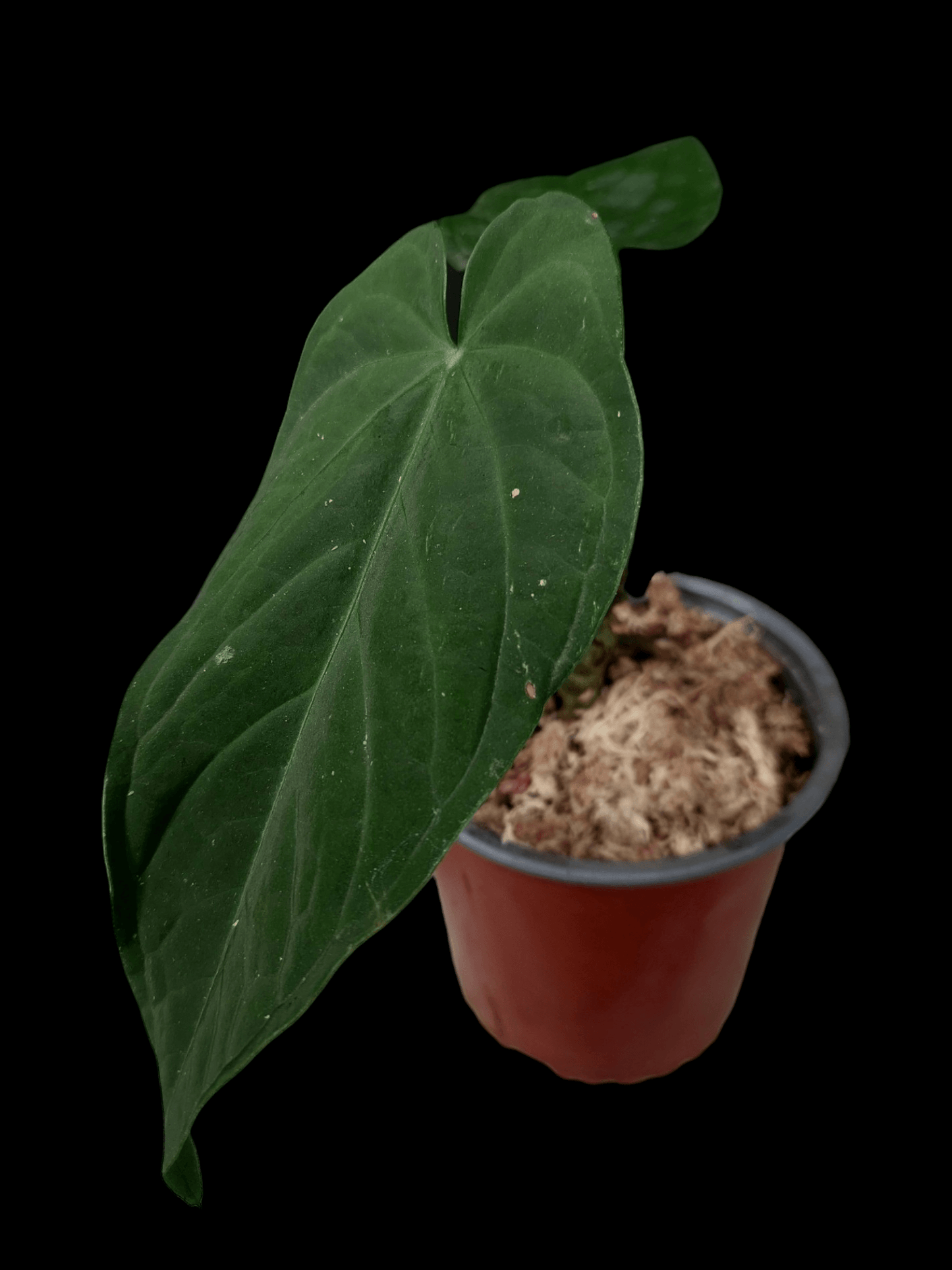 Anthurium sp. "Tarapoto Velvet" (EXACT PLANT)