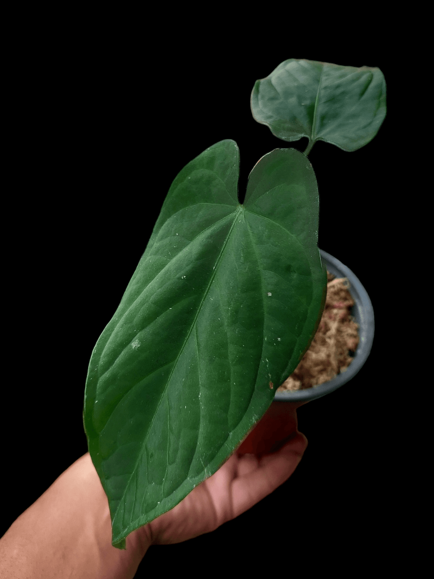 Anthurium sp. "Tarapoto Velvet" (EXACT PLANT)